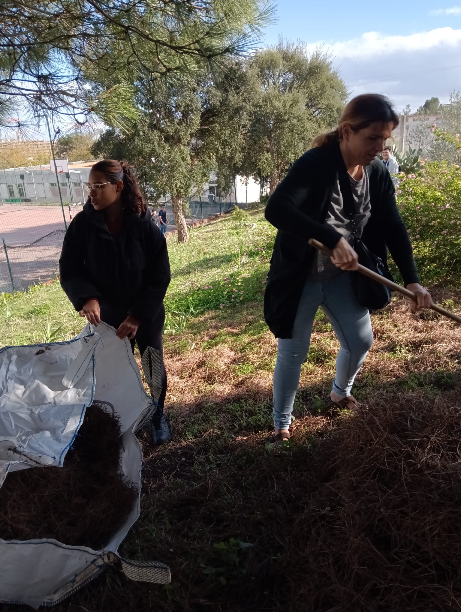 Recolha de caruma para a proteção dos terrenos em relação a geadas e absorção de água.