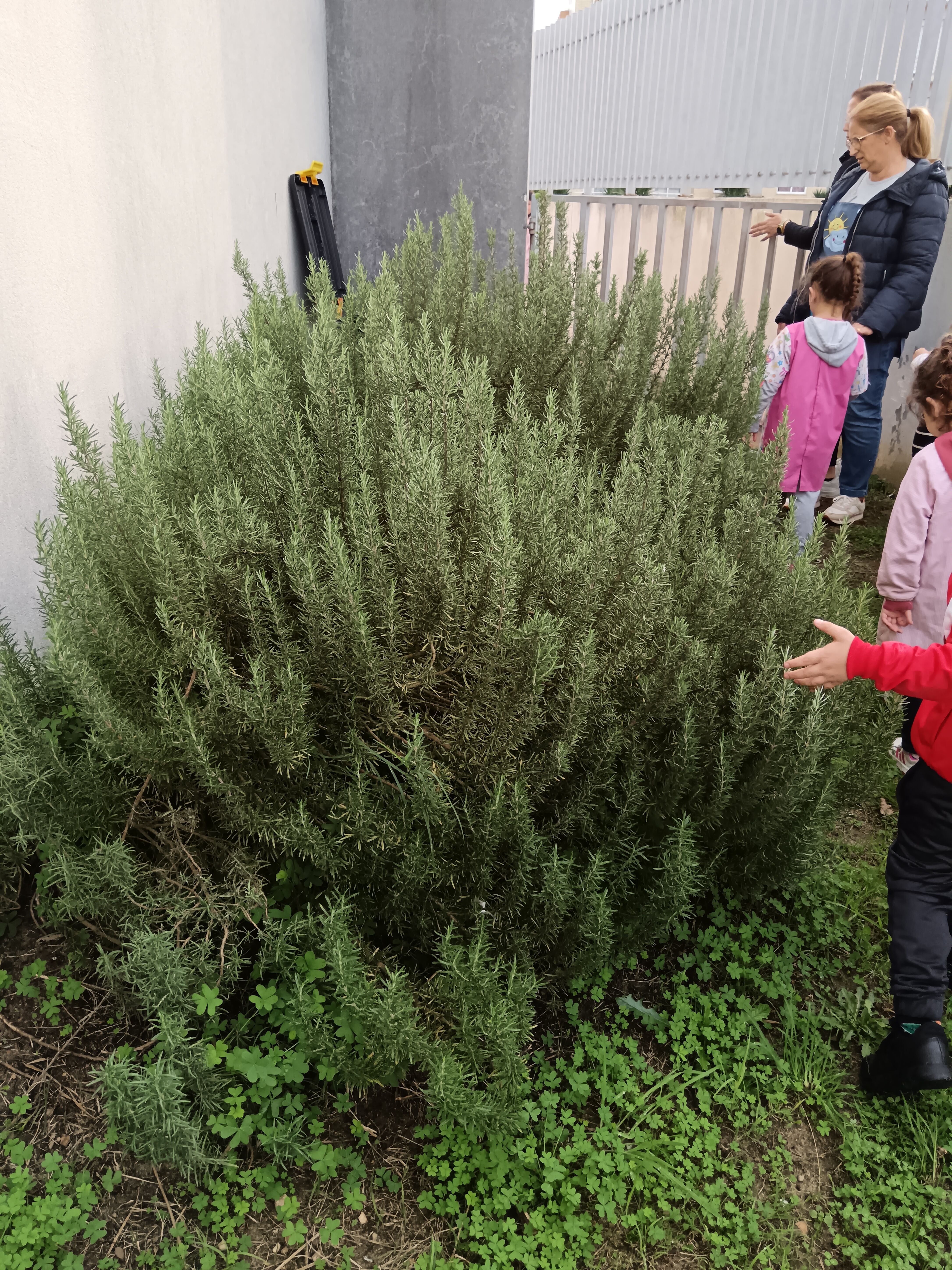 Observar o alecrim, à entrada da nossa horta, e sentir o seu aroma.
