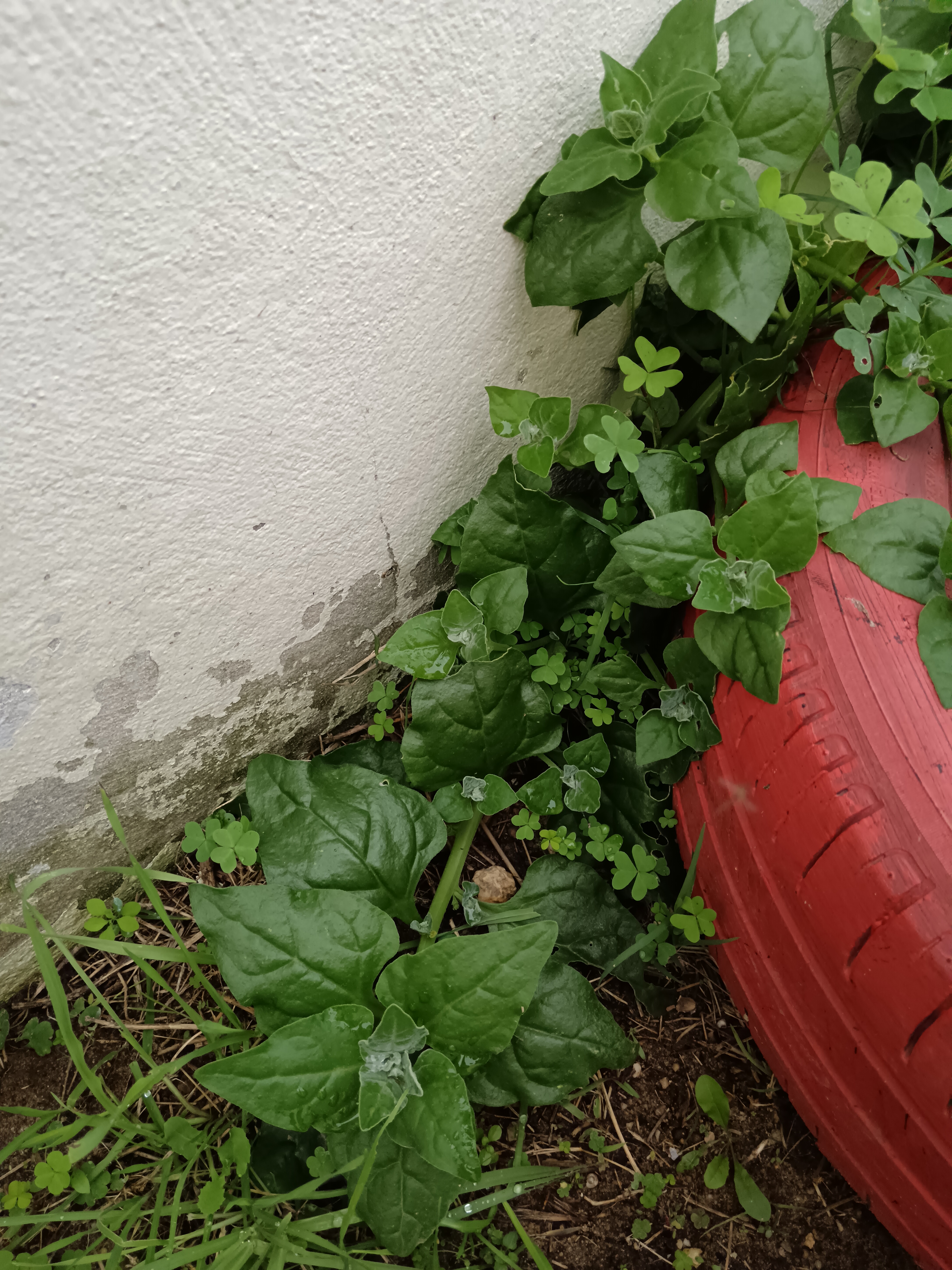 Os espinafres voltam a estar verdejantes e viçosos.
