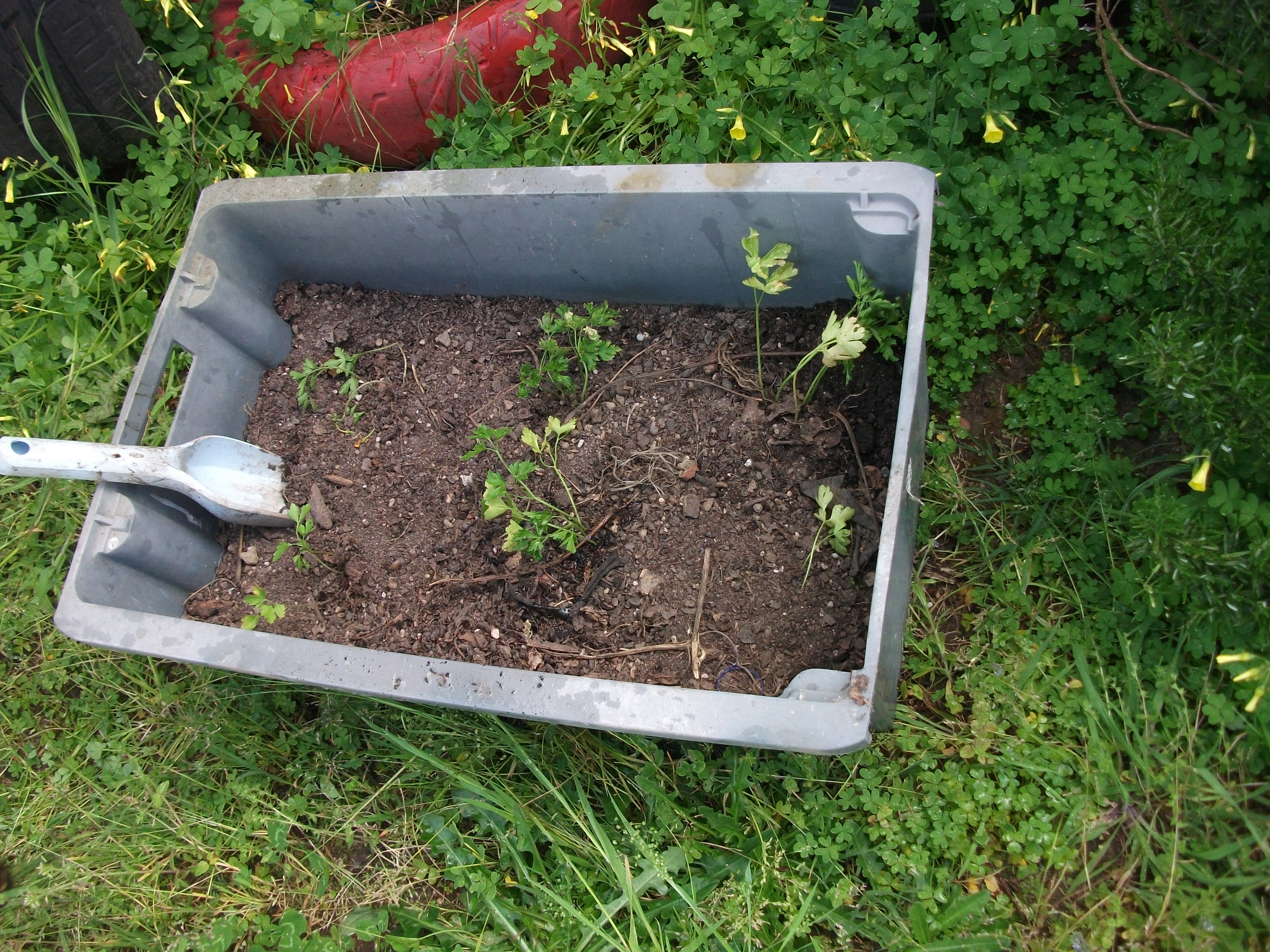 Os pés de salsa que estavam perto do muro, foram transplantados para o tabuleiro.