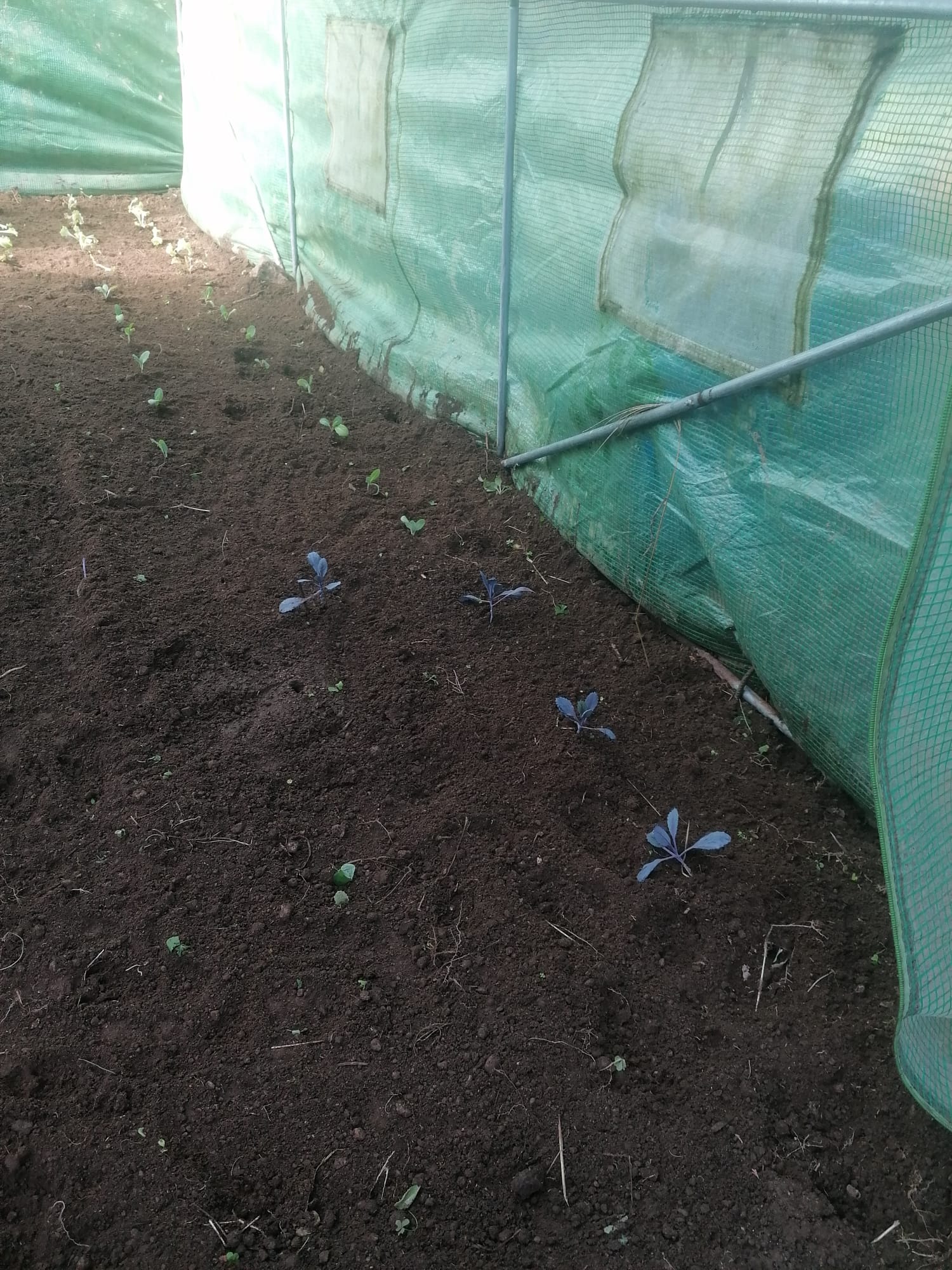 As primeiras plantações