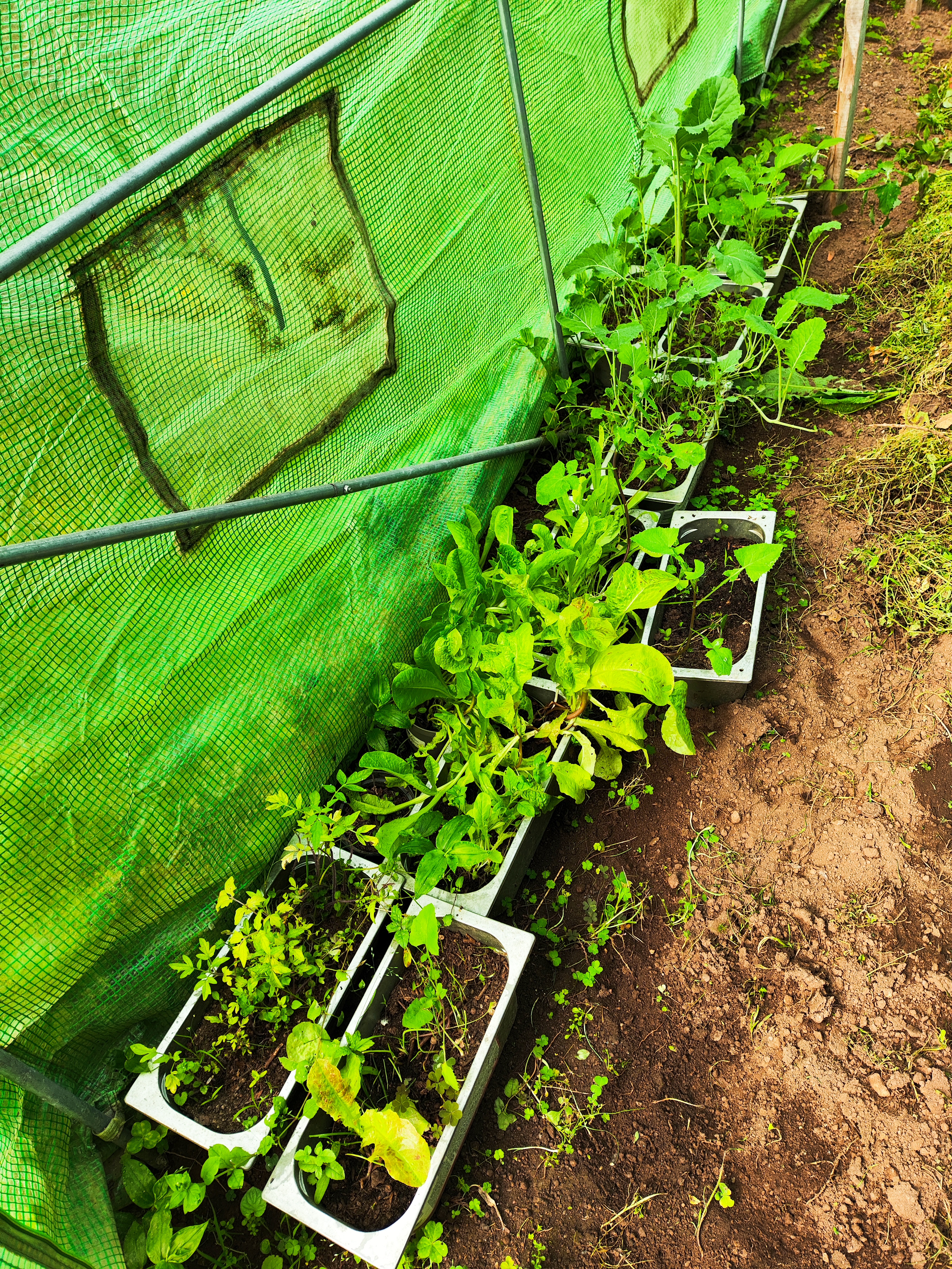 Os frutos da nossa plantação.