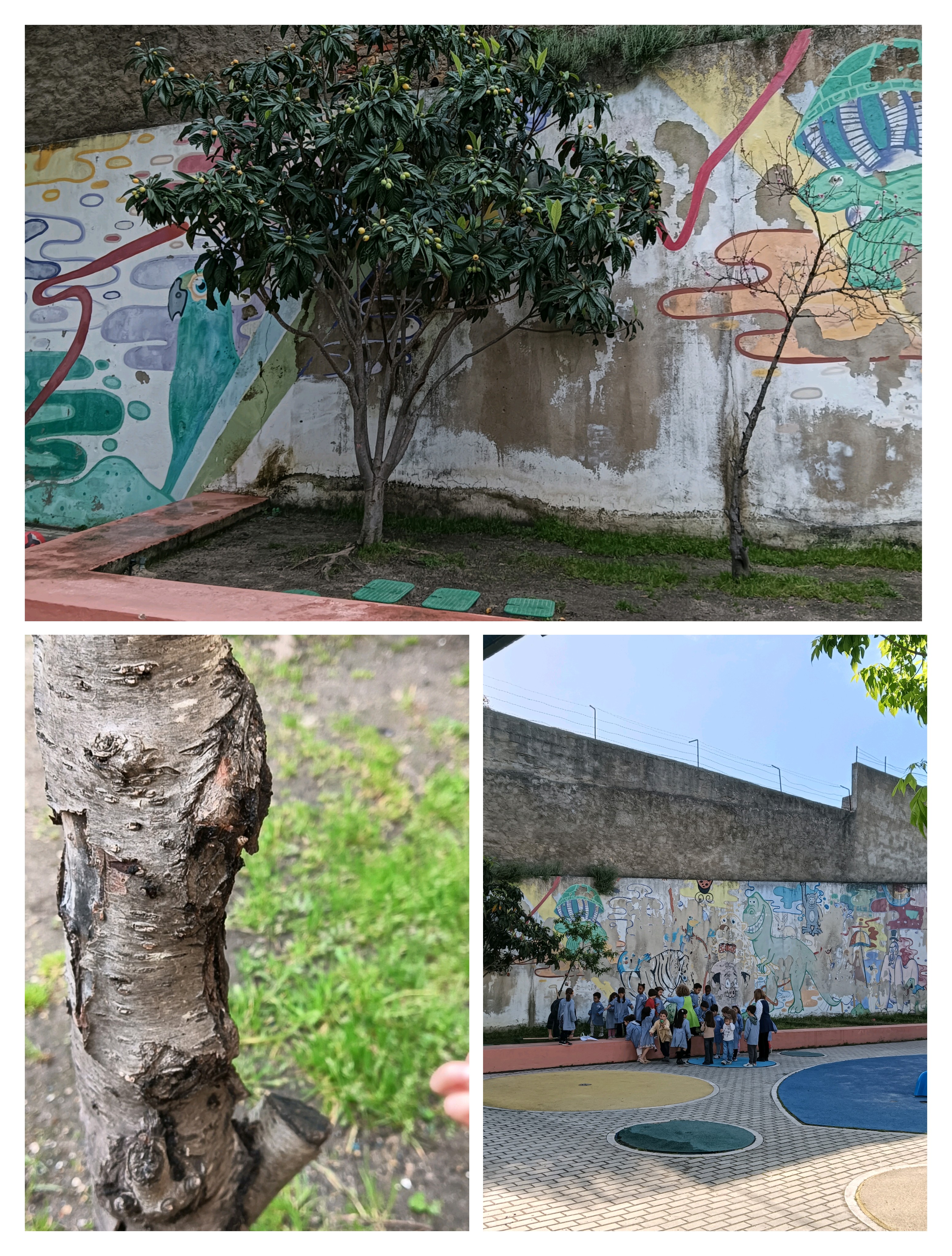 Terreno da horta, árvore de fruto