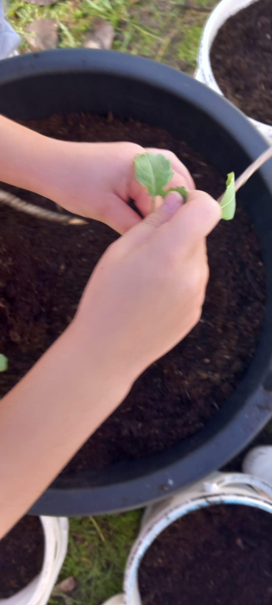 Plantação das couves.