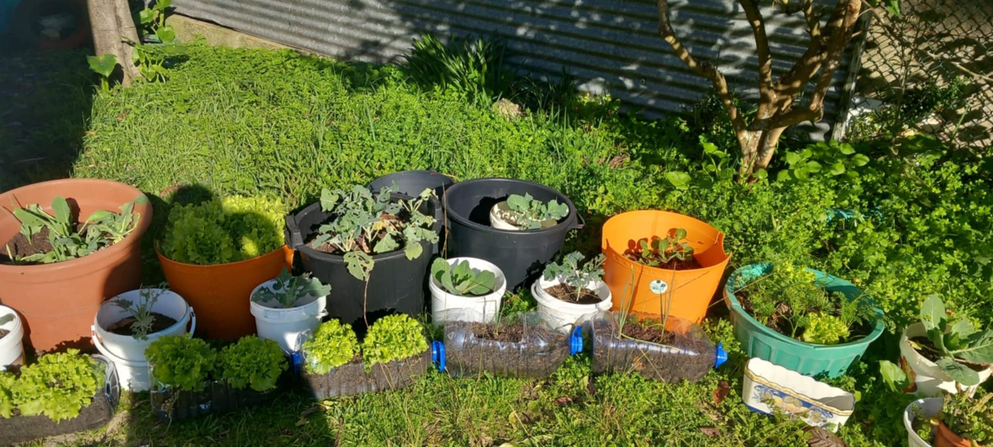 Horta com alfaces, couves, cenouras, cebolas e alguns caracóis (com muita fome).
