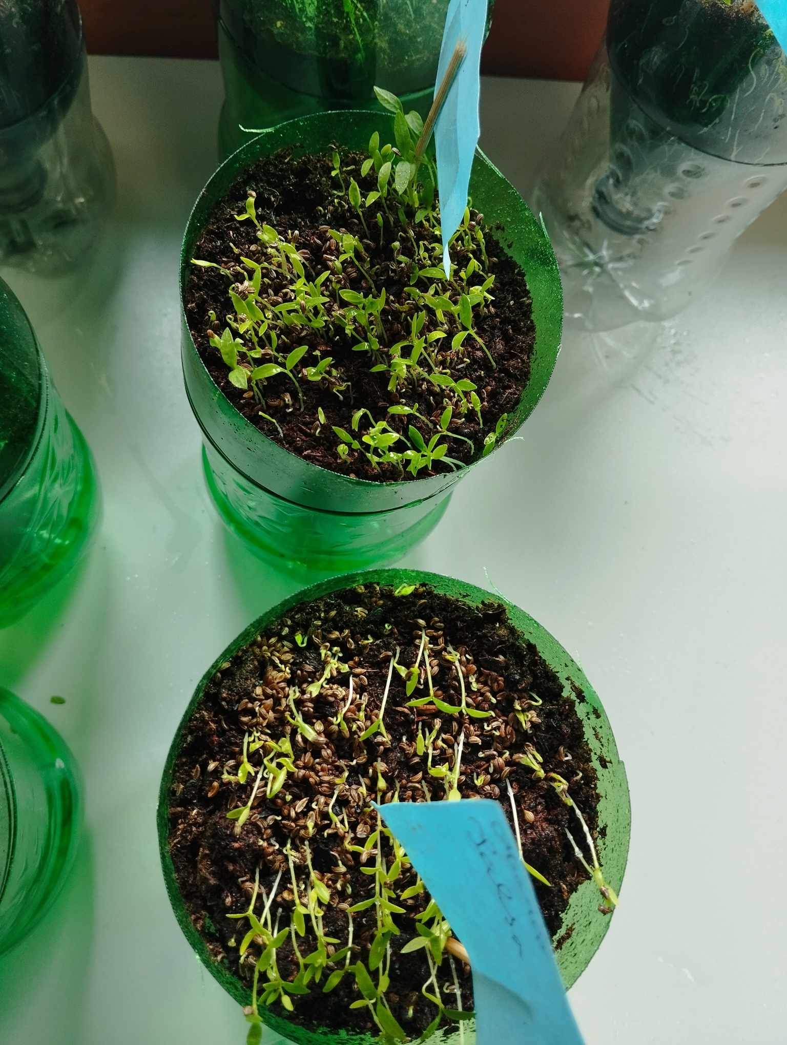 Agrião da horta na fase de germinação.