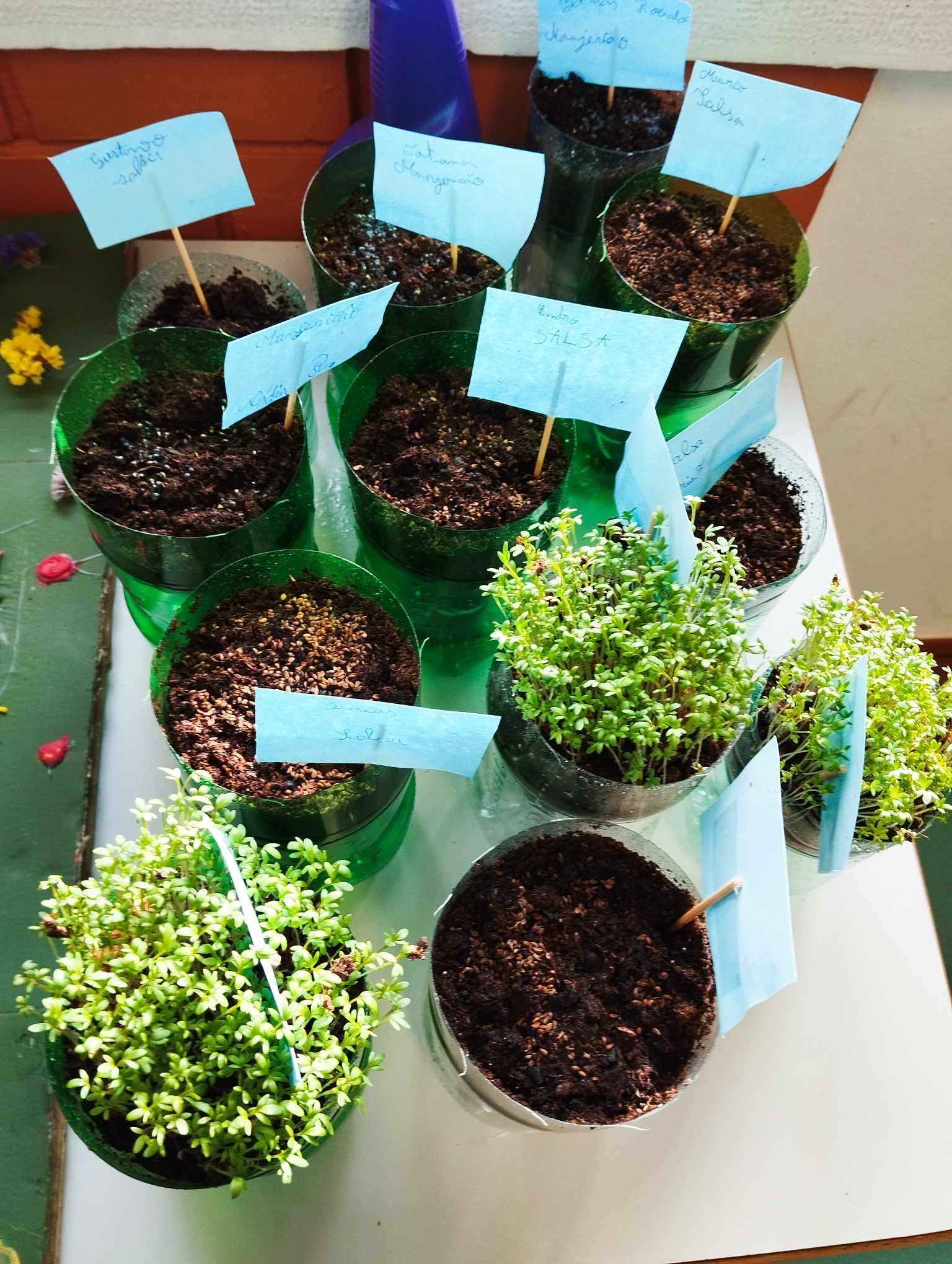 Ervas aromáticas. Salsa e mangericão em fase de germinação e agrião da horta em crescimento.