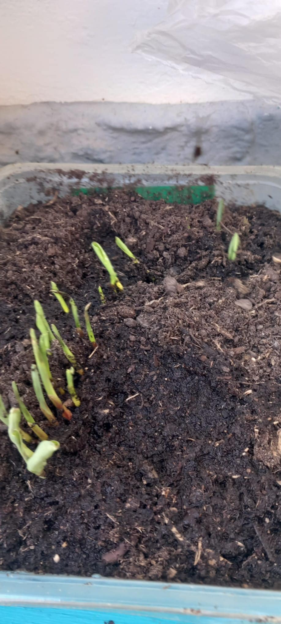 Milho em fase de germinação.