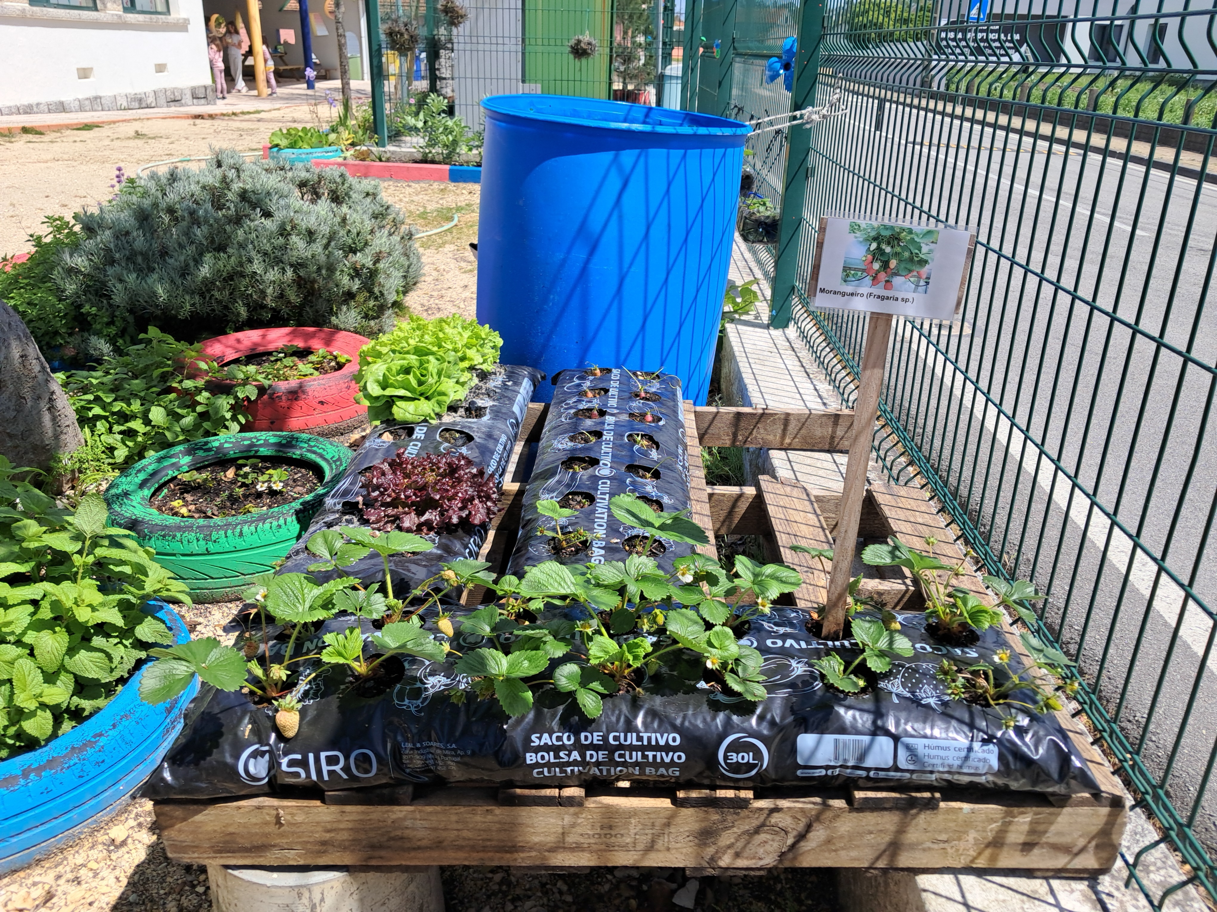 Desenvolvimento dos produtos semeados e plantados.