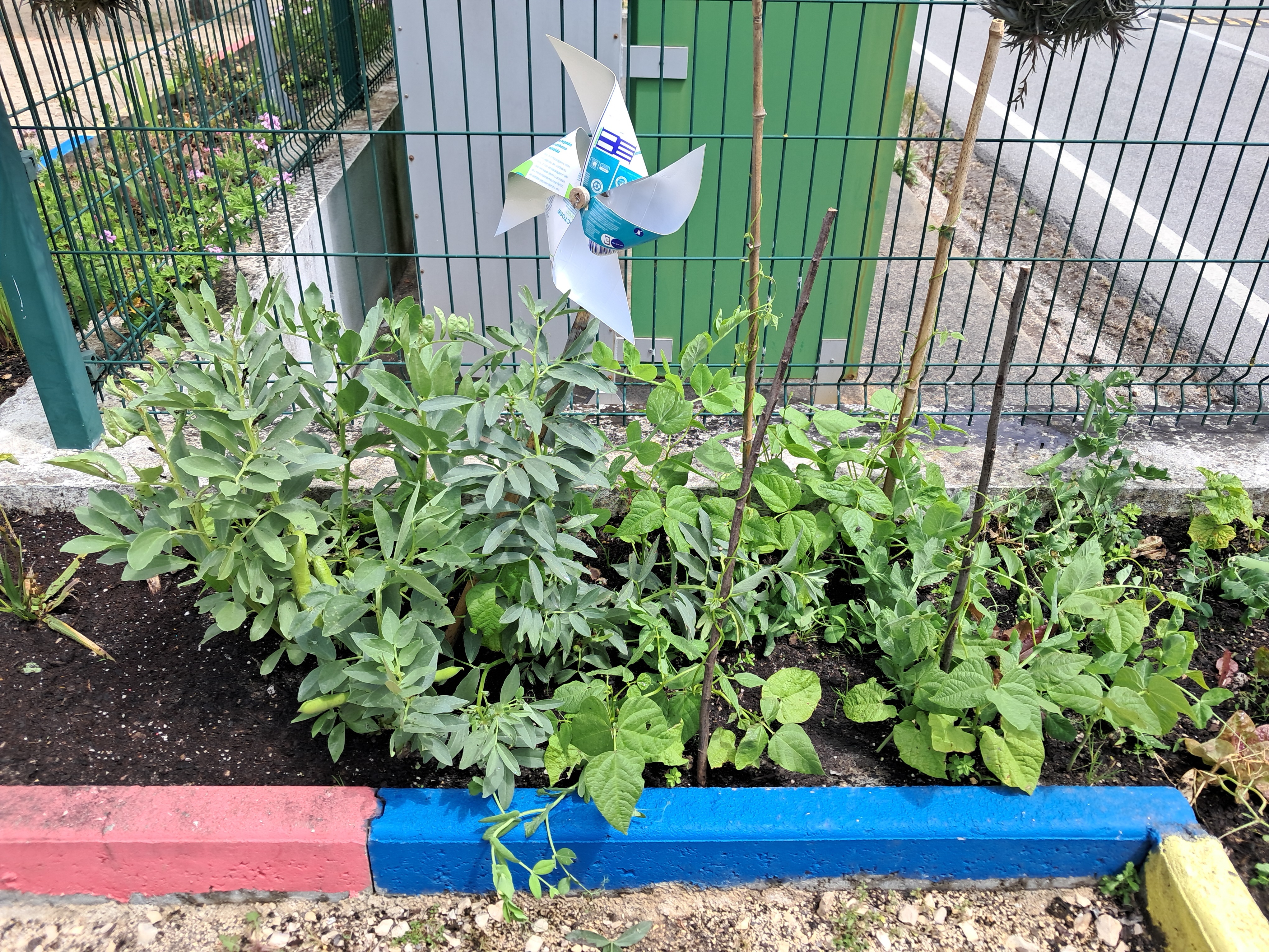Desenvolvimento dos produtos semeados e plantados.