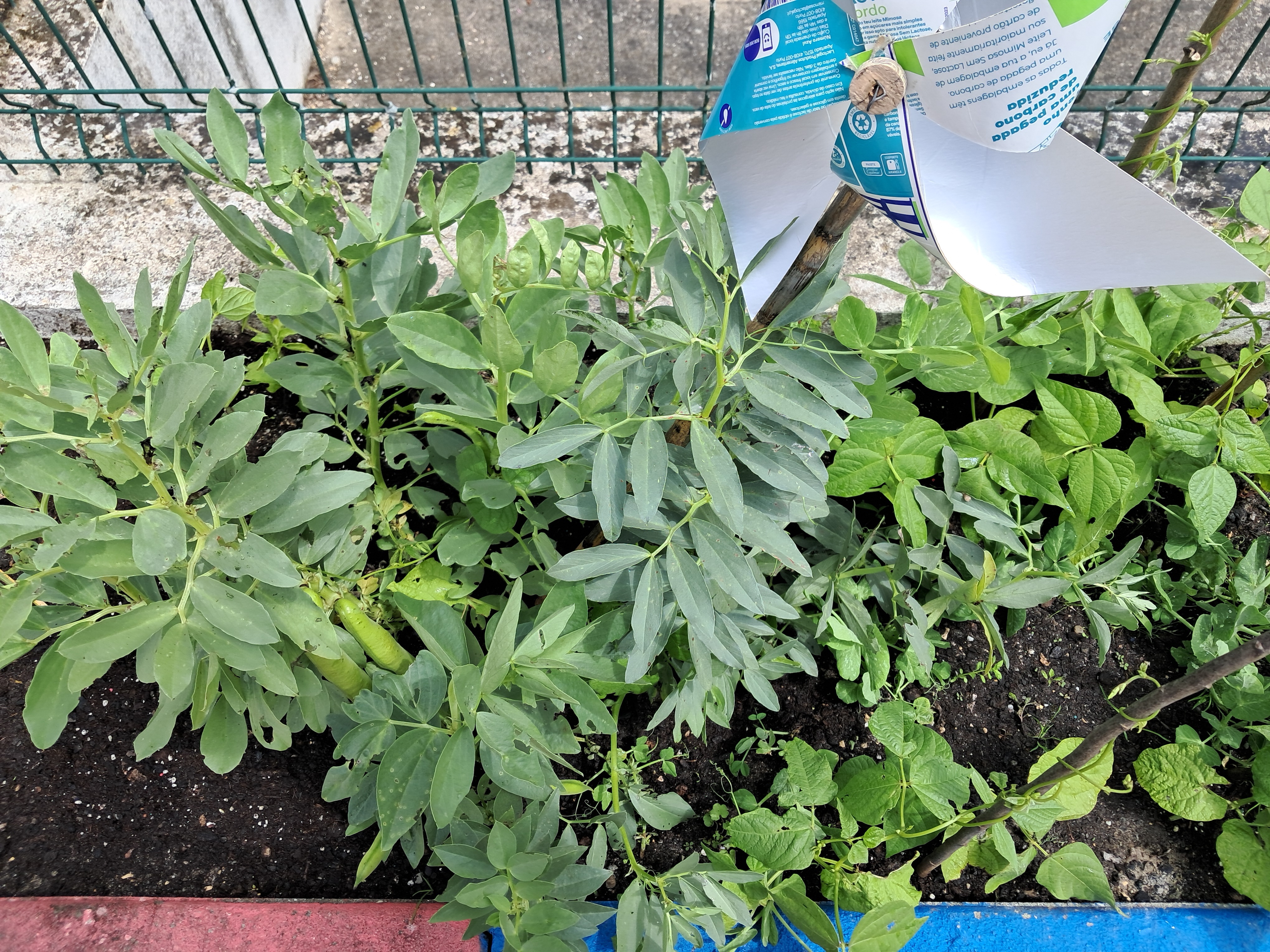 Colheita dos produtos semeados e plantados.