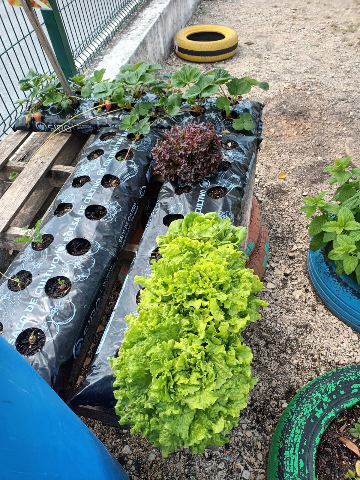 Colheita dos produtos semeados e plantados.