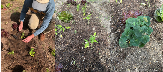 No canteiro das alfaces plantámos tomates e espinafres. 
Também plantámos uma sardinheira que, para além de ser muito bonita, é um repelente natural de insetos e atrai polinizadores importantes para o ambiente.