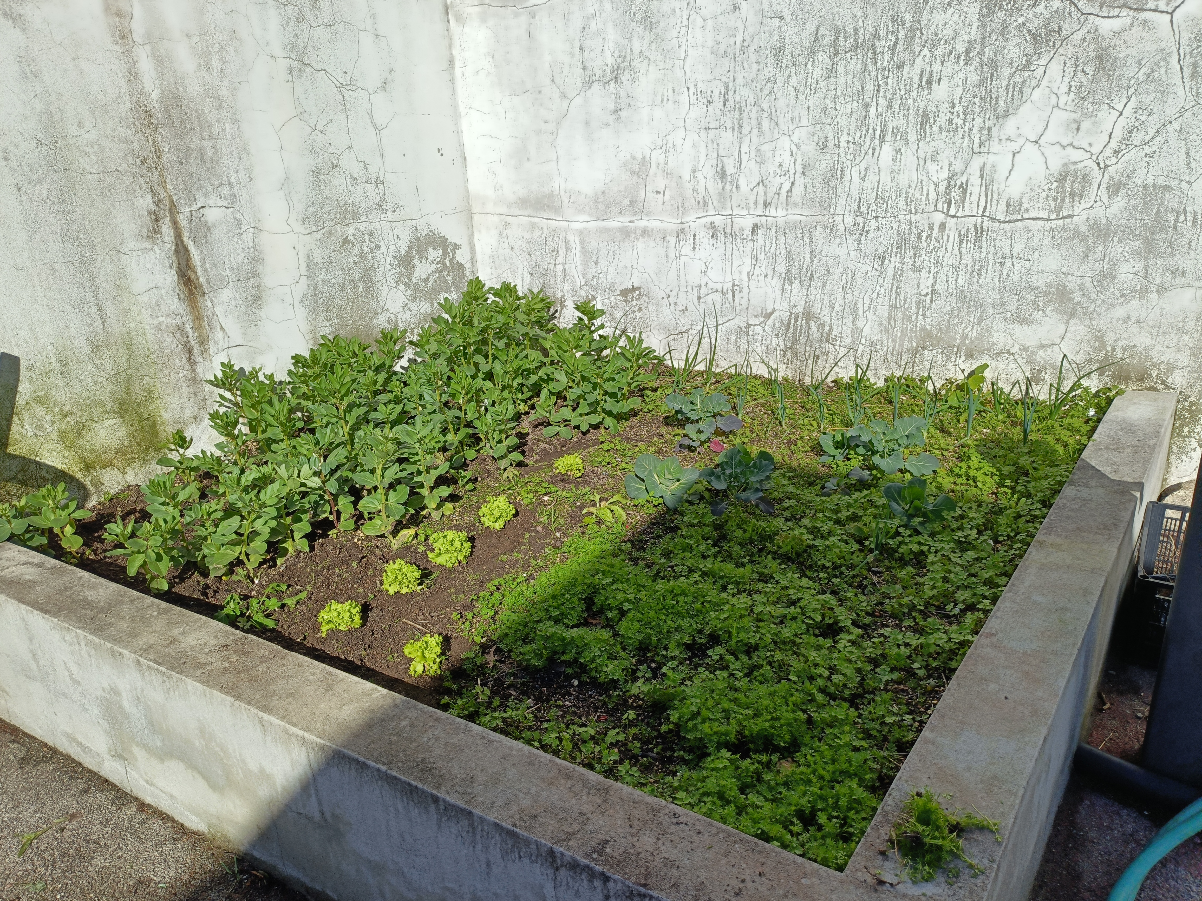 Horta de inverno