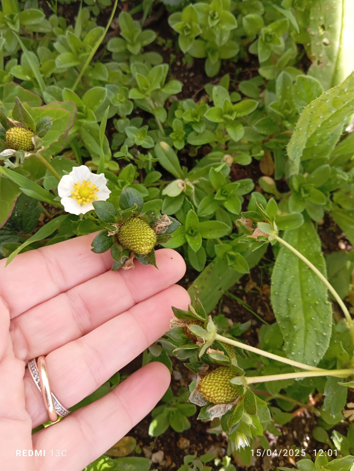 morangueiros em flor - primavera