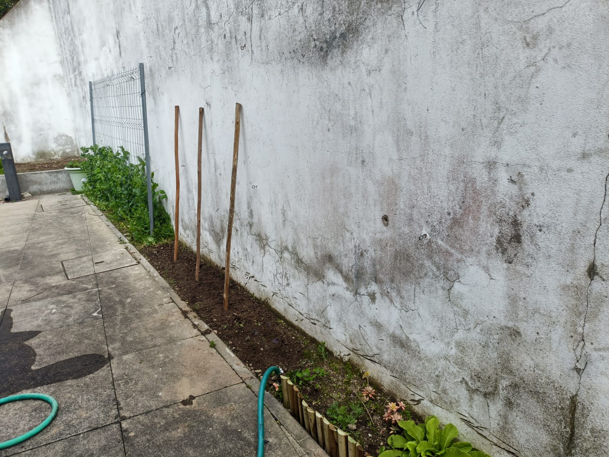 sementeiras  de ervilhas e feijão de trepar