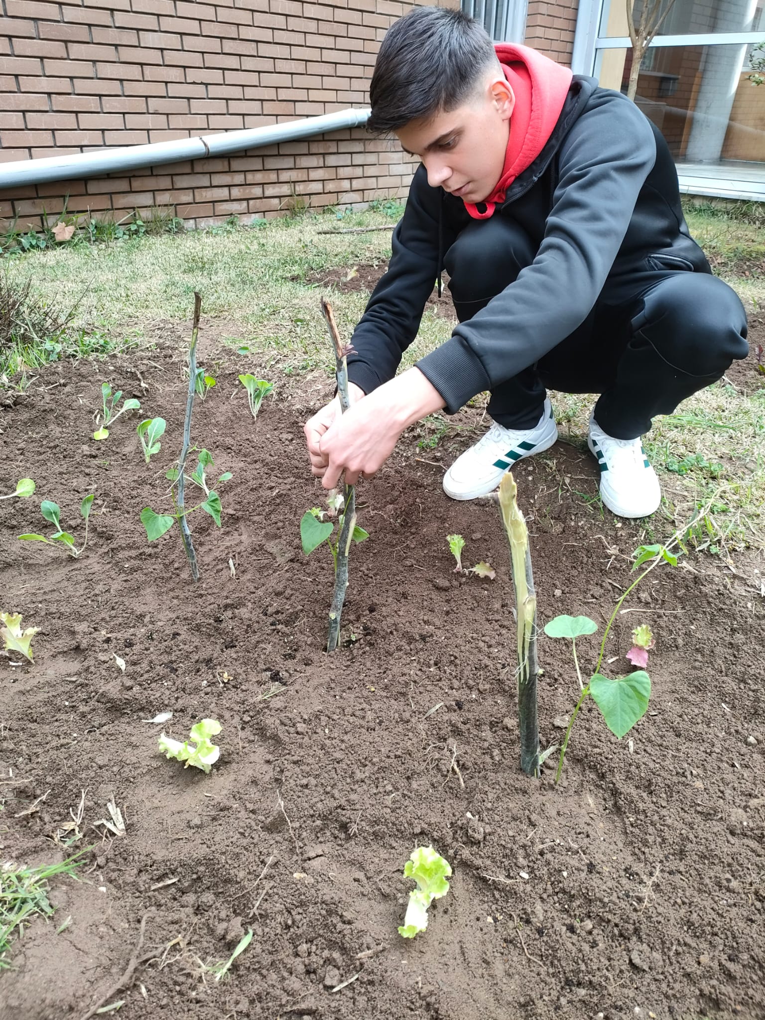 Plantas para plantar