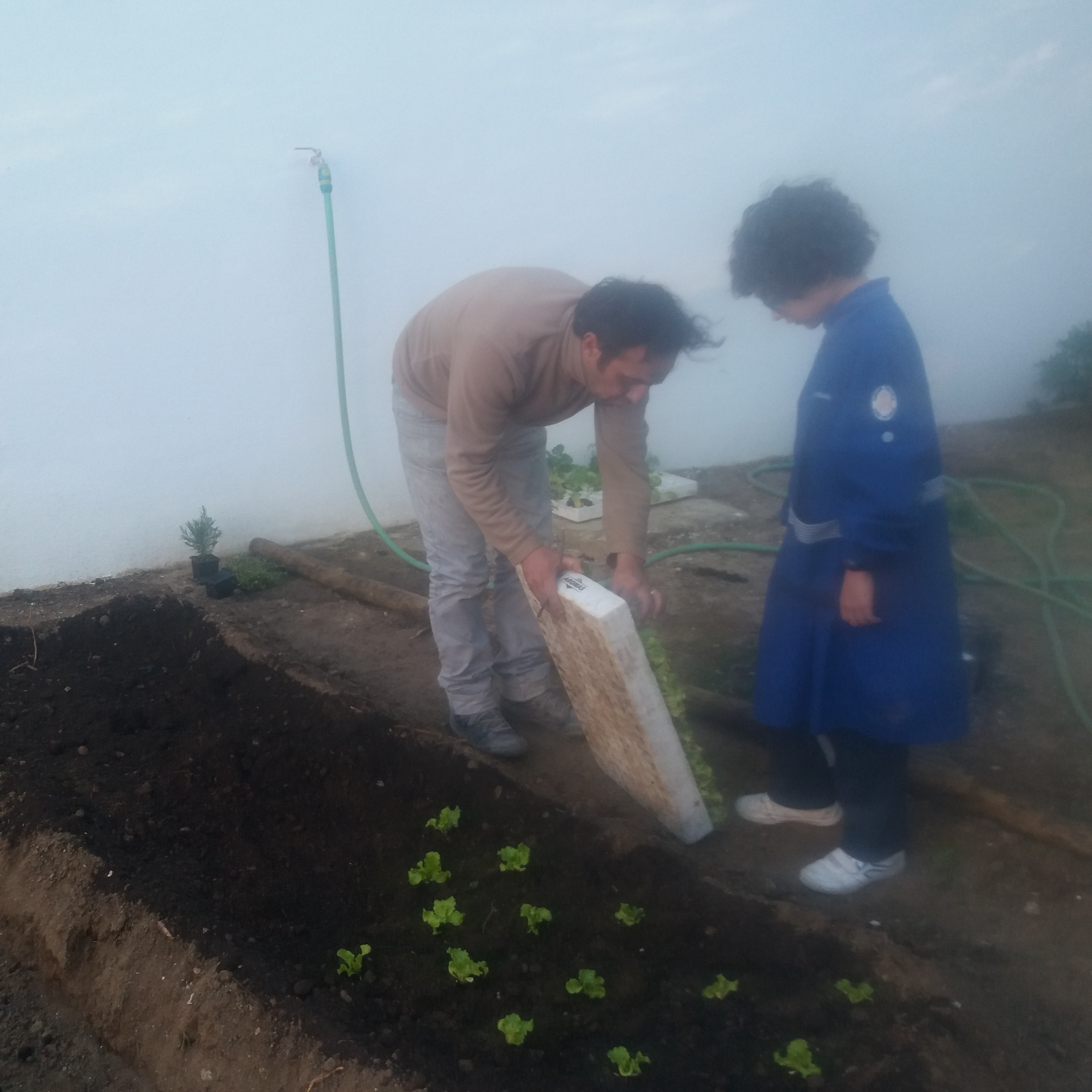 Plantação de alfaces
