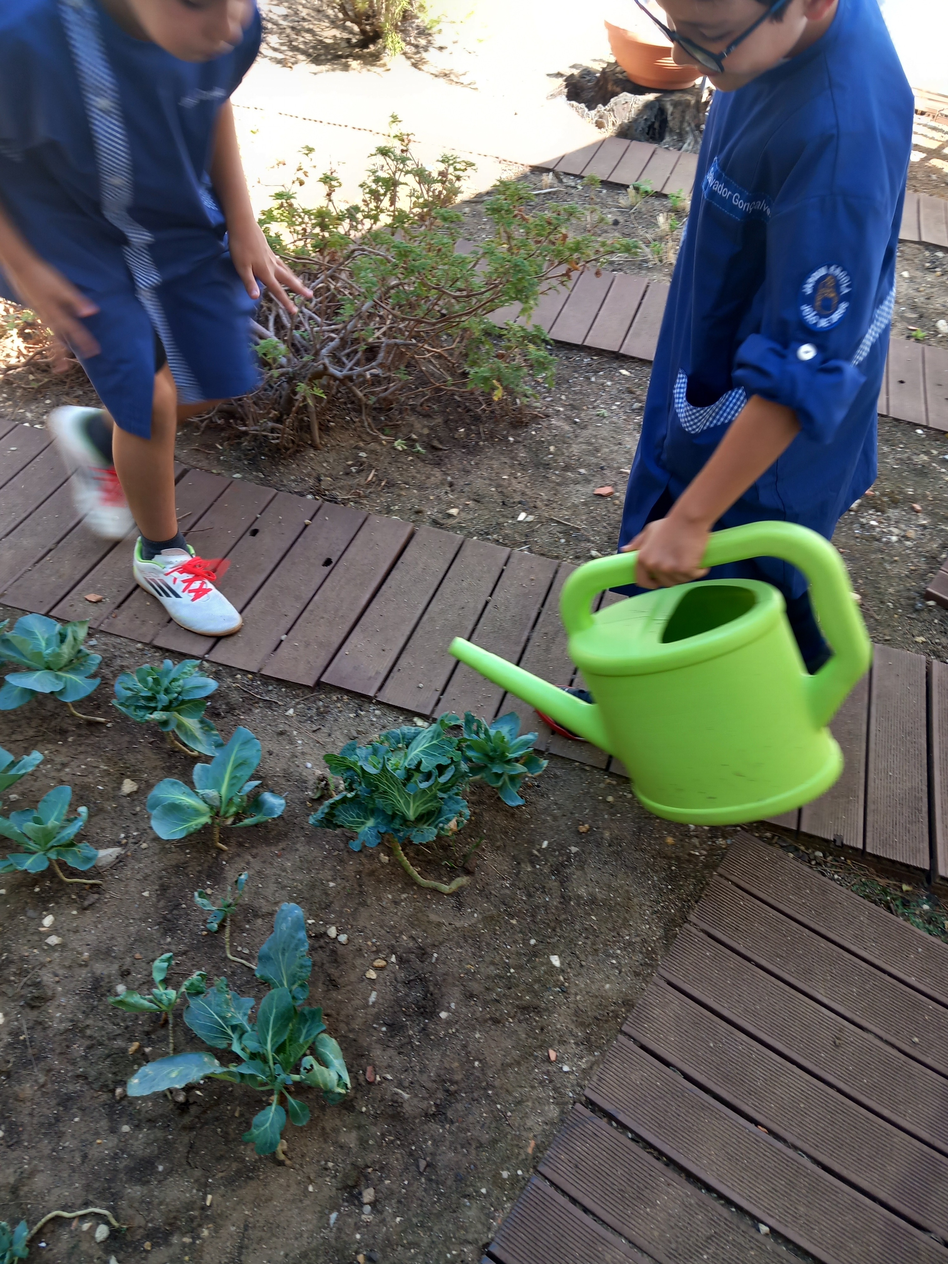 Cuidar das couves
As couves foram plantadas com a ajuda de um dos Encarregados de educação com o intuito de integrarem o almoço dos meninos.