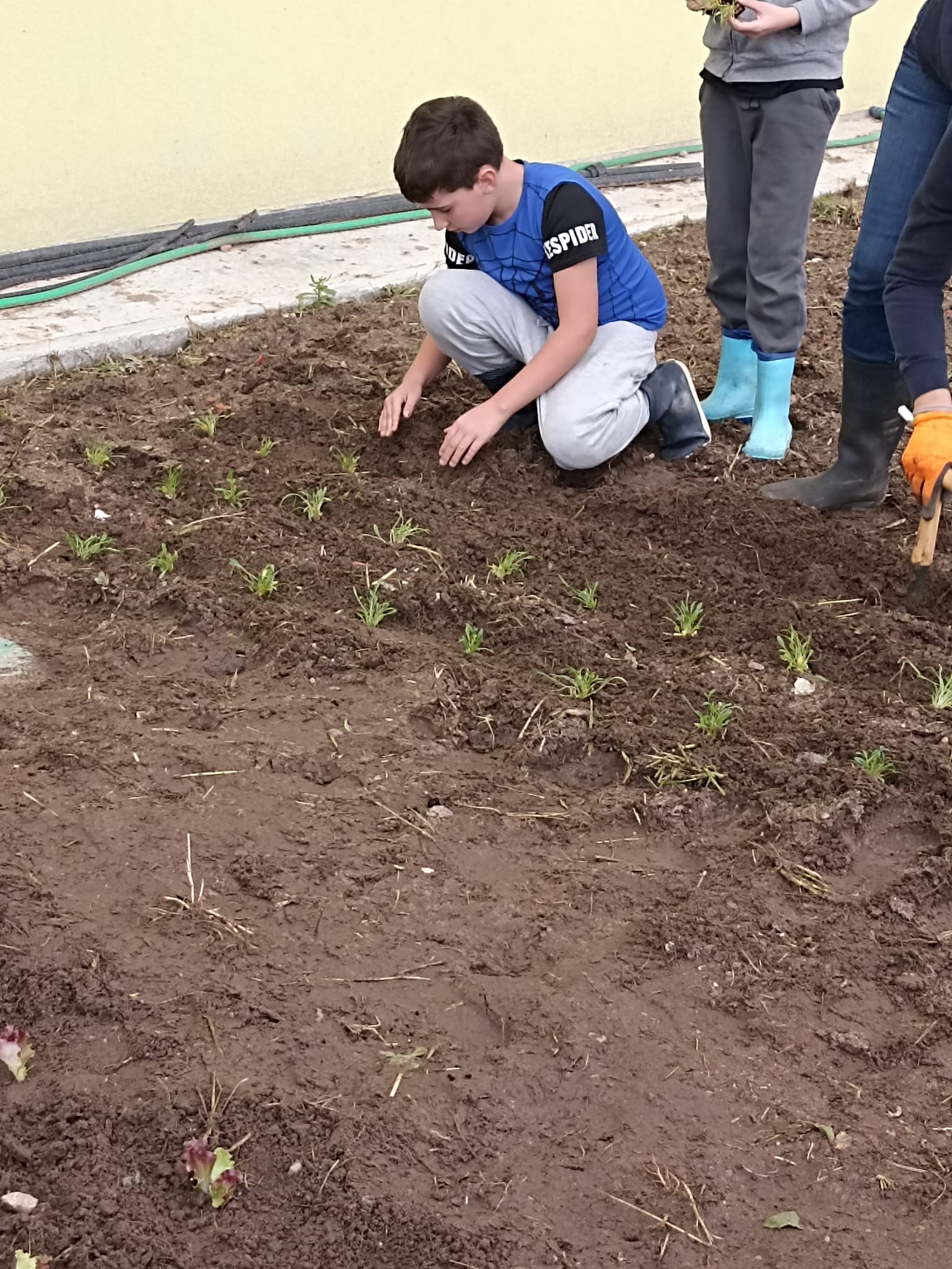 Arranjos e plantações