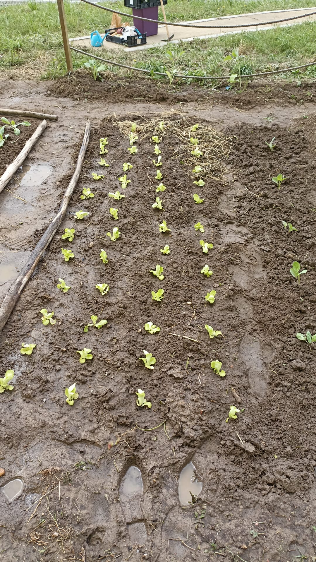 Manutenção das plantas a nascer e dos espaços hortícolas