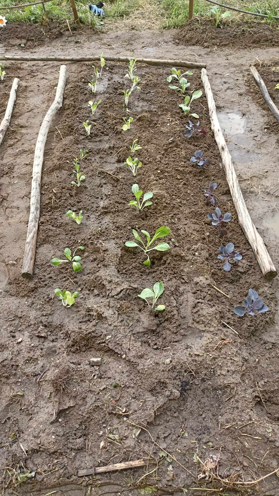 Manutenção das plantas a nascer e dos espaços hortícolas