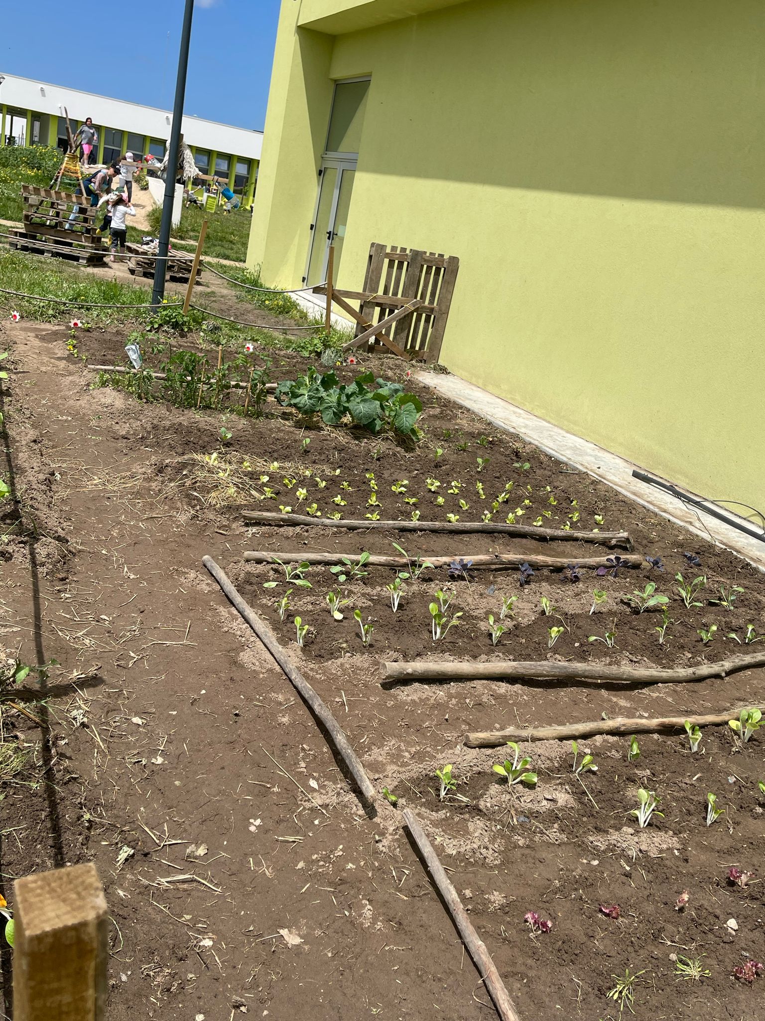 Manutenção das plantas a nascer e dos espaços hortícolas