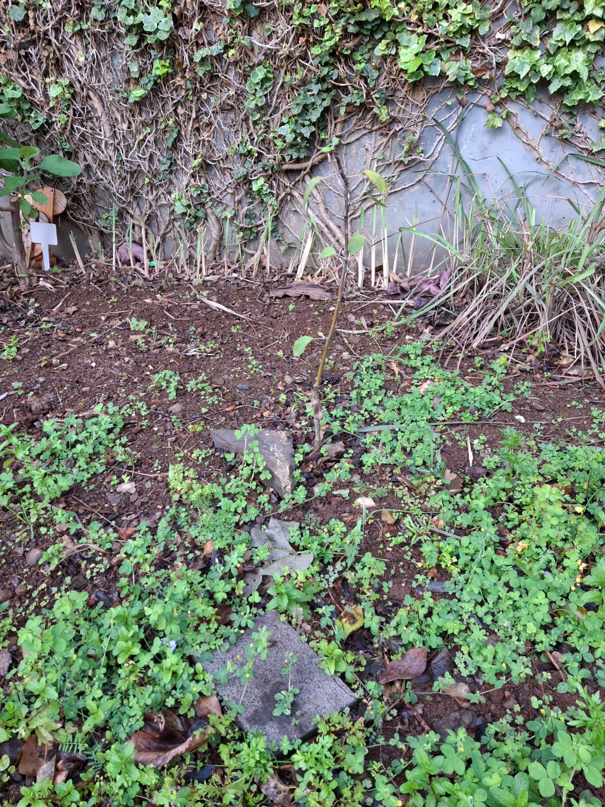 Pereiro domingos plantado no ano anterior.