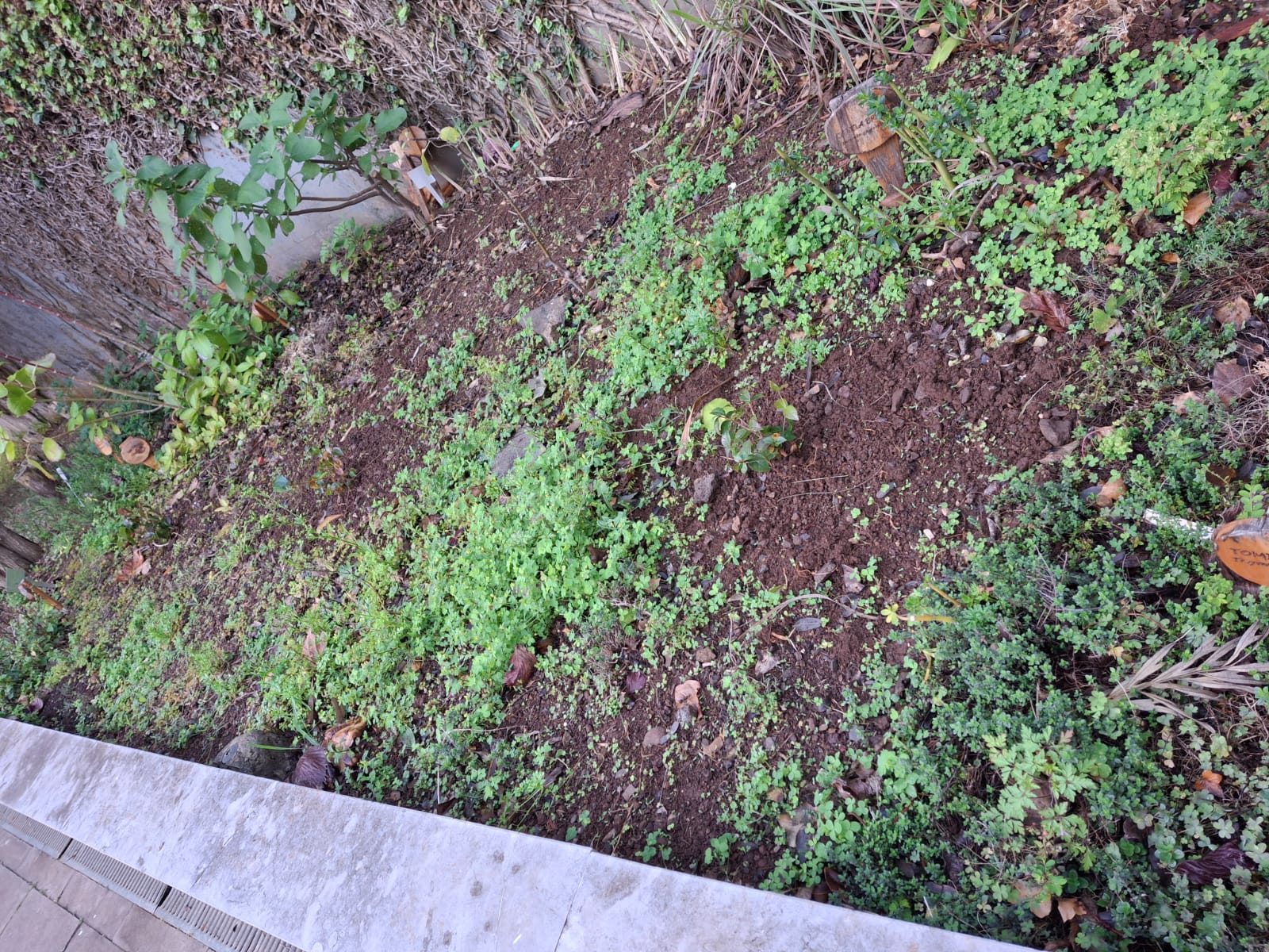 Ervas aromáticas, pitangueiras e pereiro domingos.