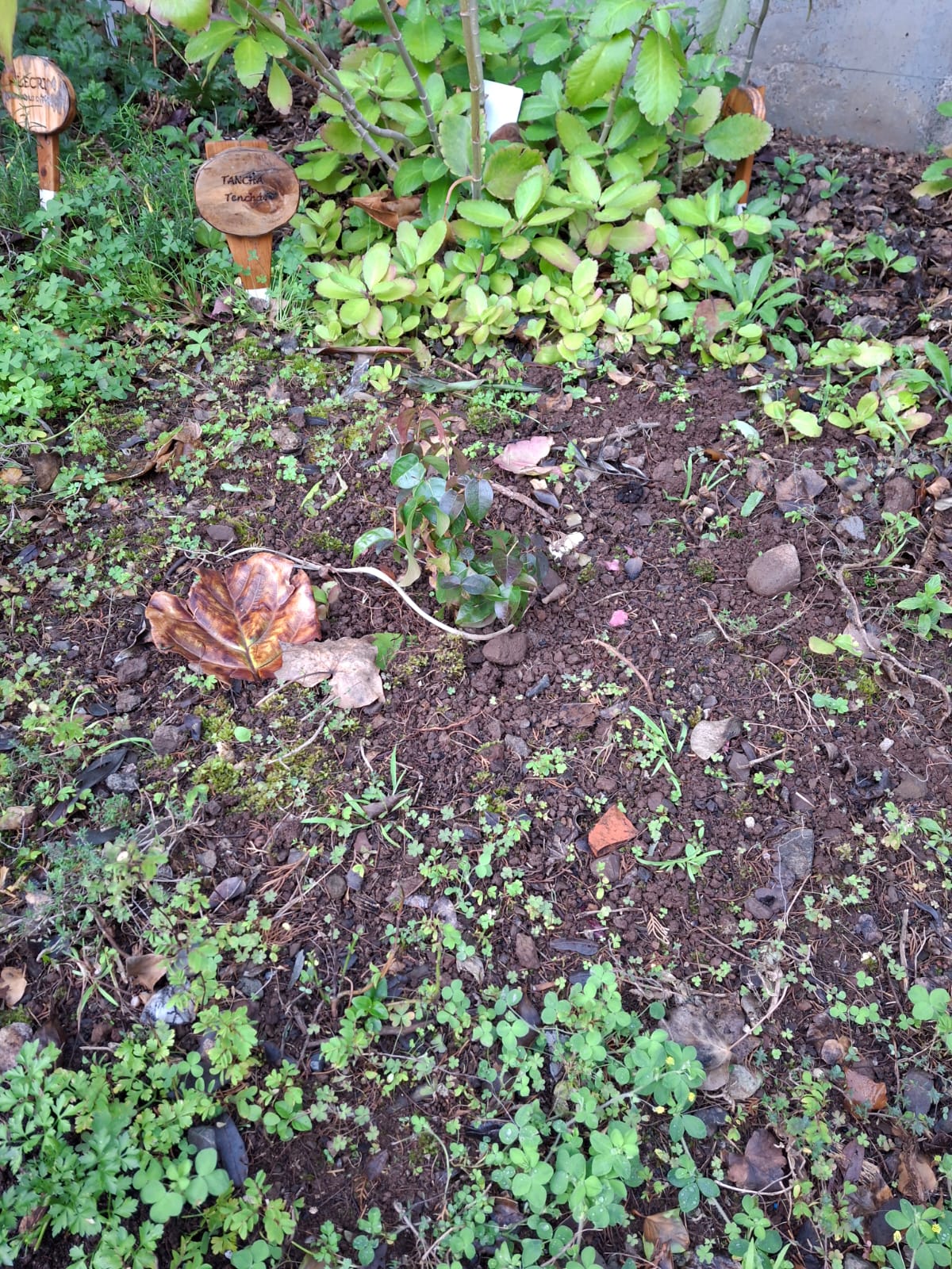 Uma das 3 pitangueira plantadas no dia da árvore.