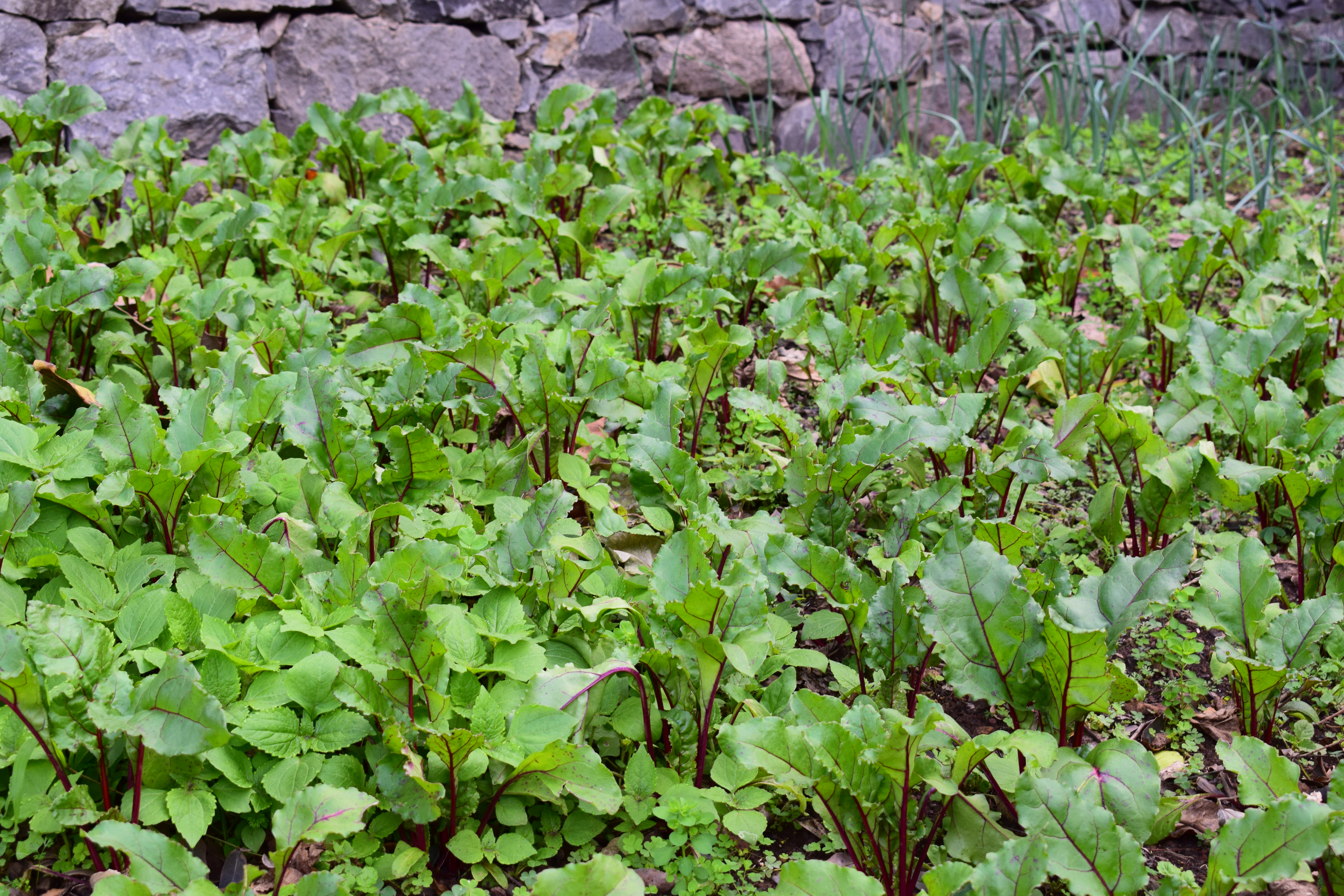Beterraba 2 meses após a plantação.