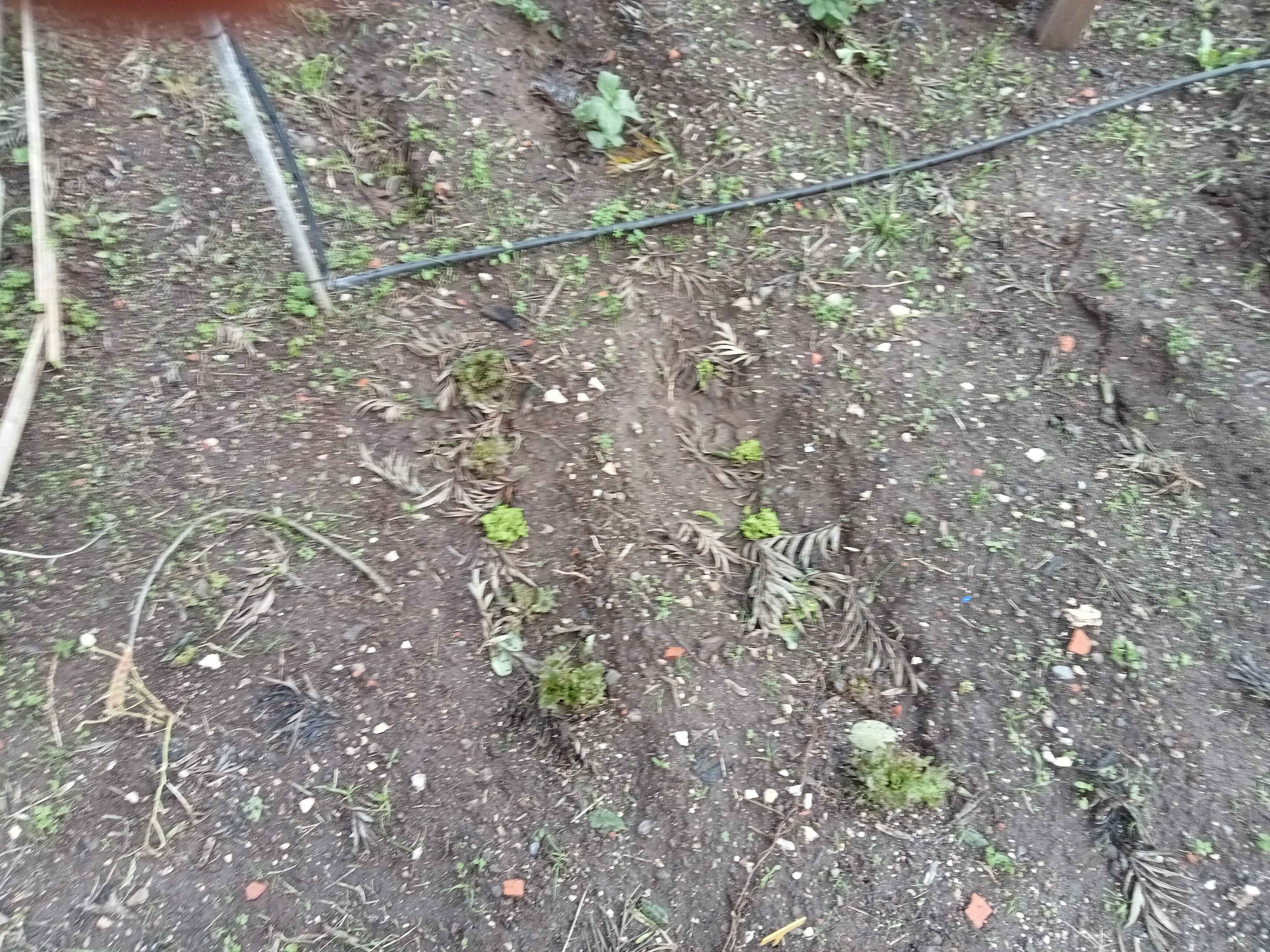As alfaces foram plantadas.