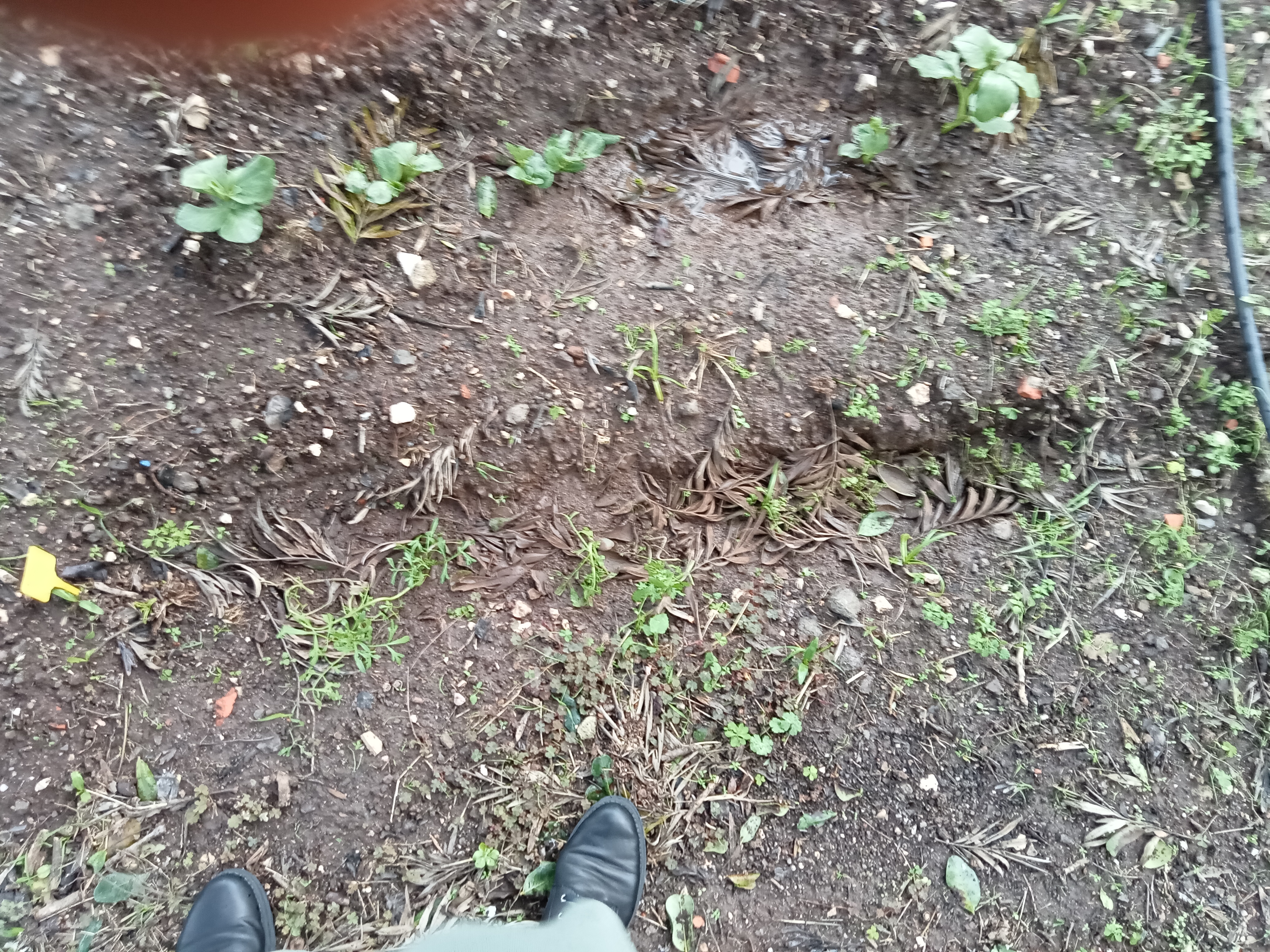 As nossas favas após três semanas de serem semeadas.