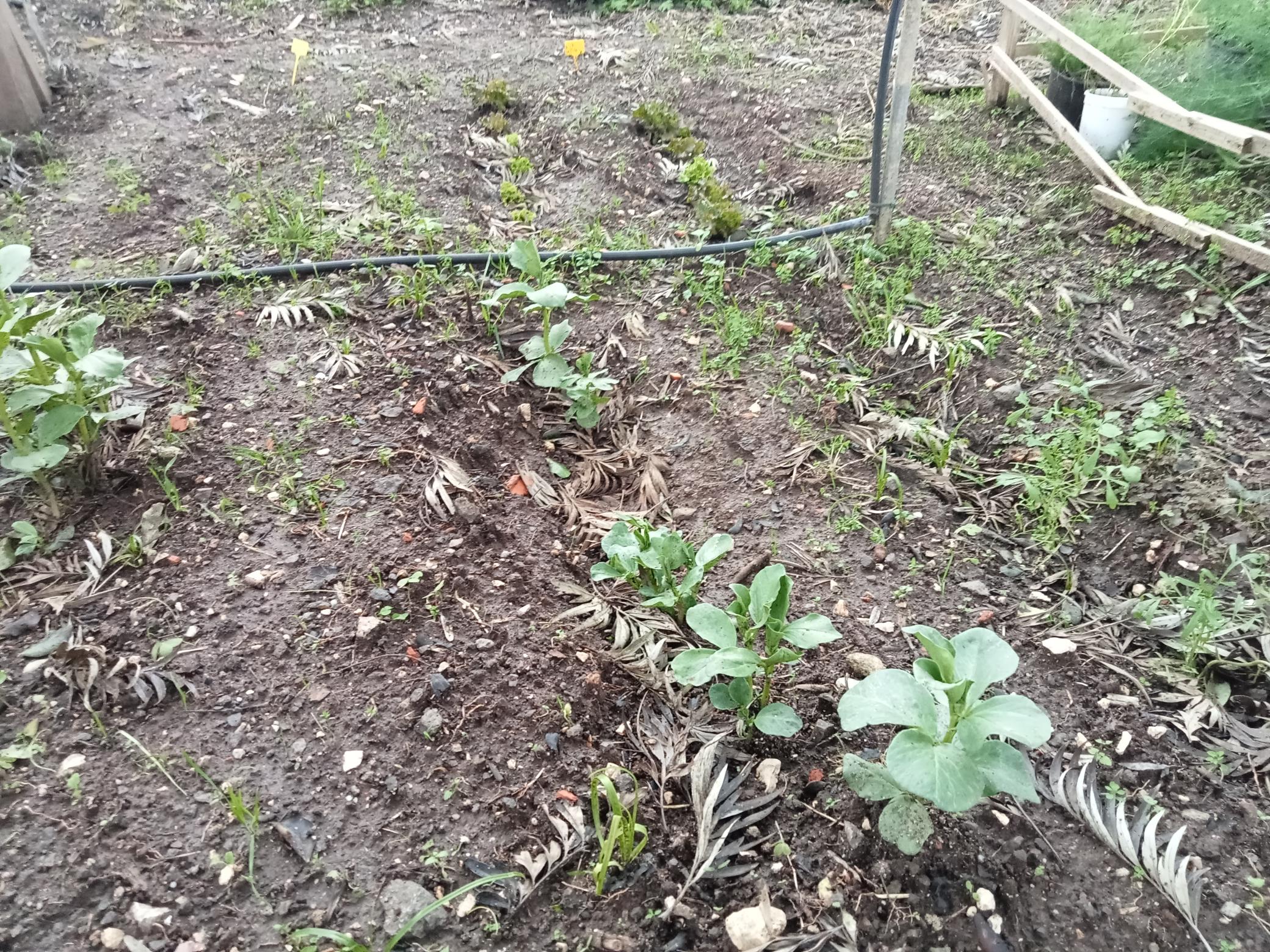 As nossas favas estão a crescer muito bem. Vai ser necessário colocar estacas para segurar os seus caules.