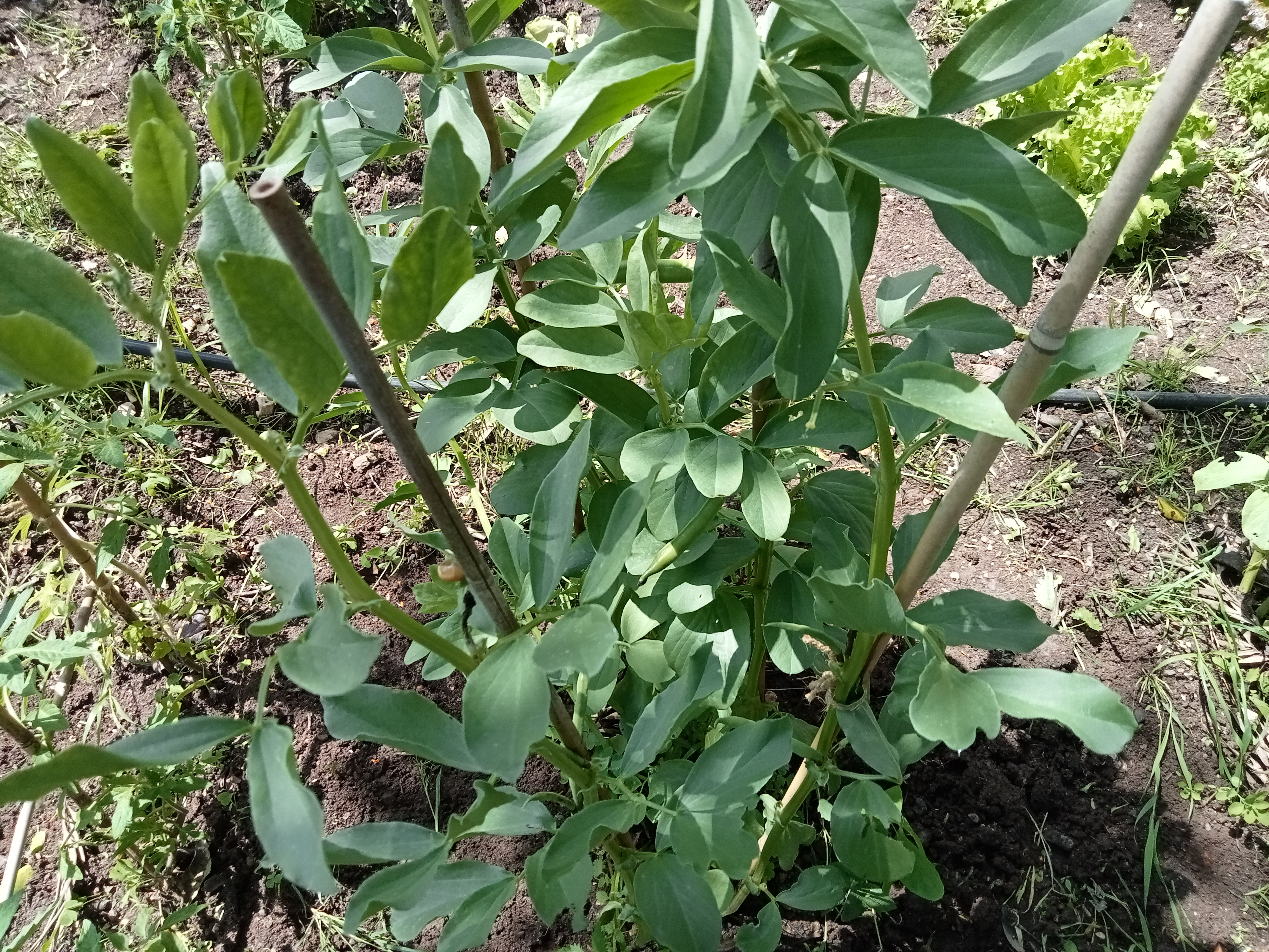 Cresceram muito em altura para já as vagens ainda tem poucas favas.