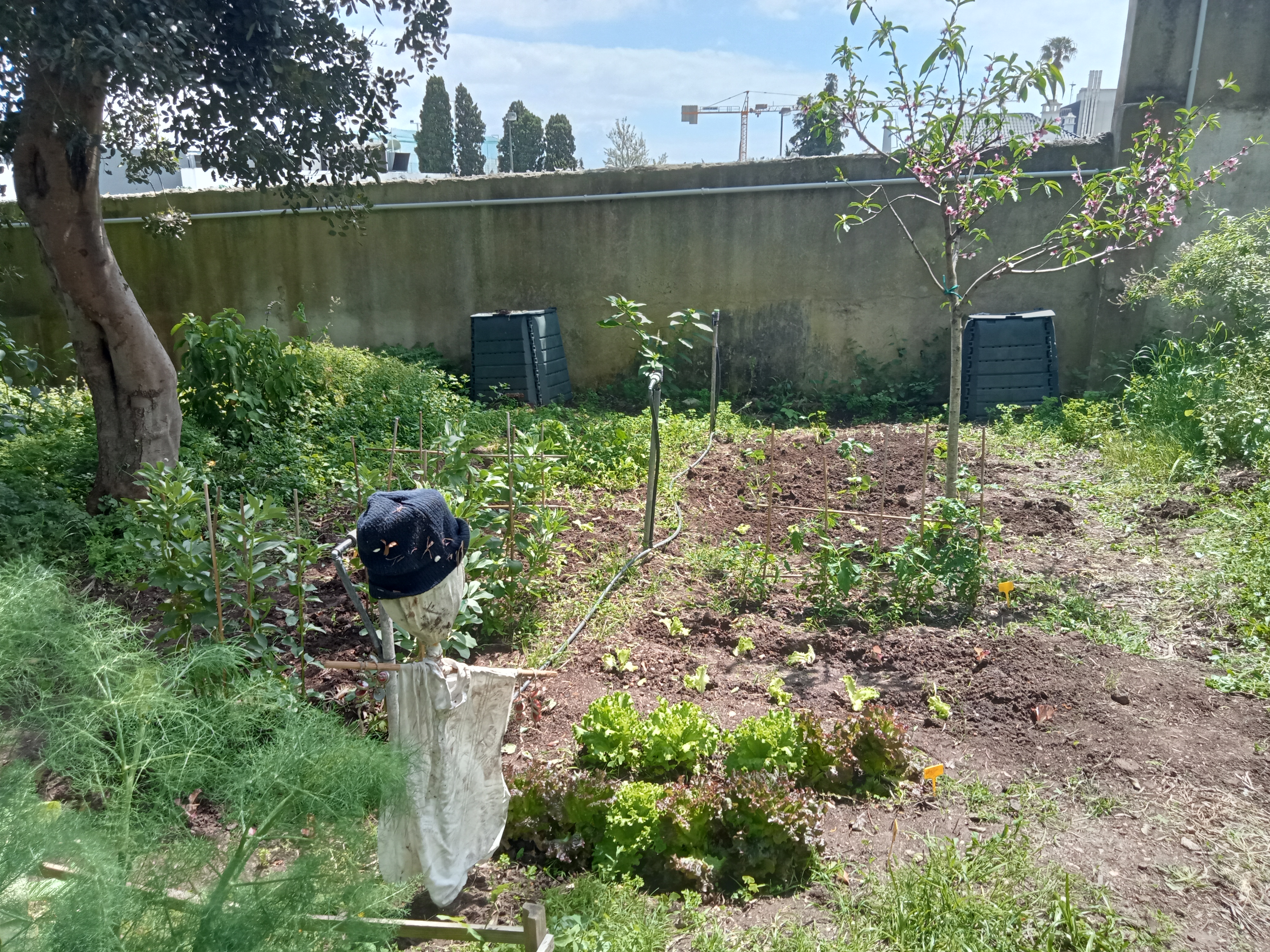 Vista do espantalho construído para proteger a nossa horta pedaógica.