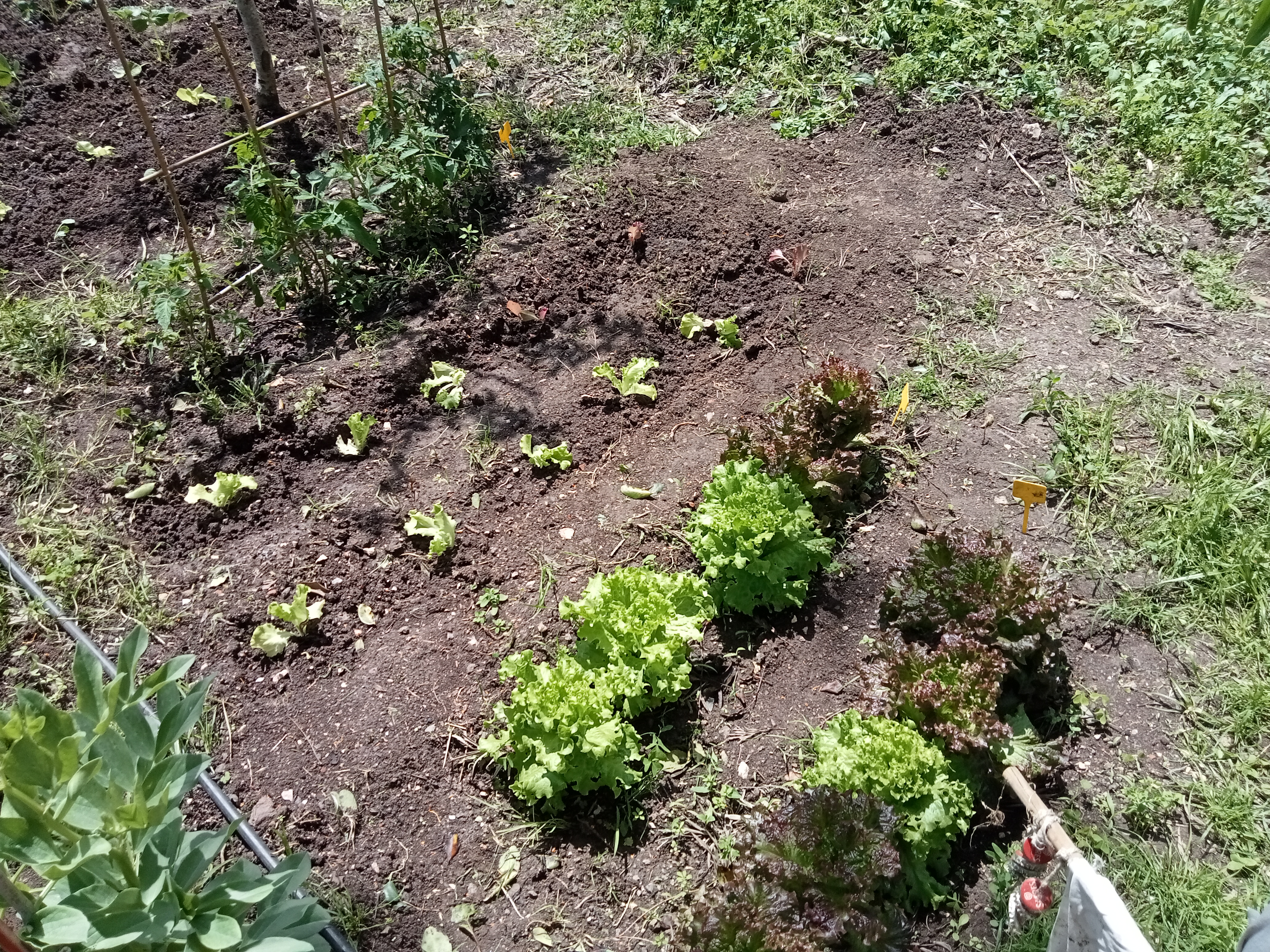 Alfaces que já foram colhidas e a nova plantação.