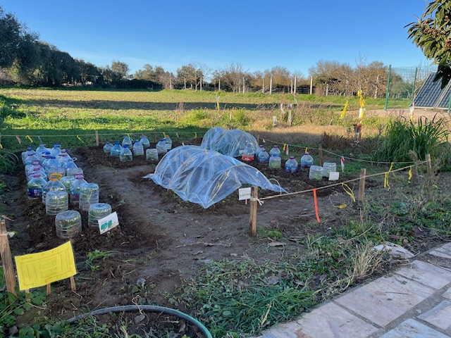 Criação de estufas na horta para proteger as plantas.