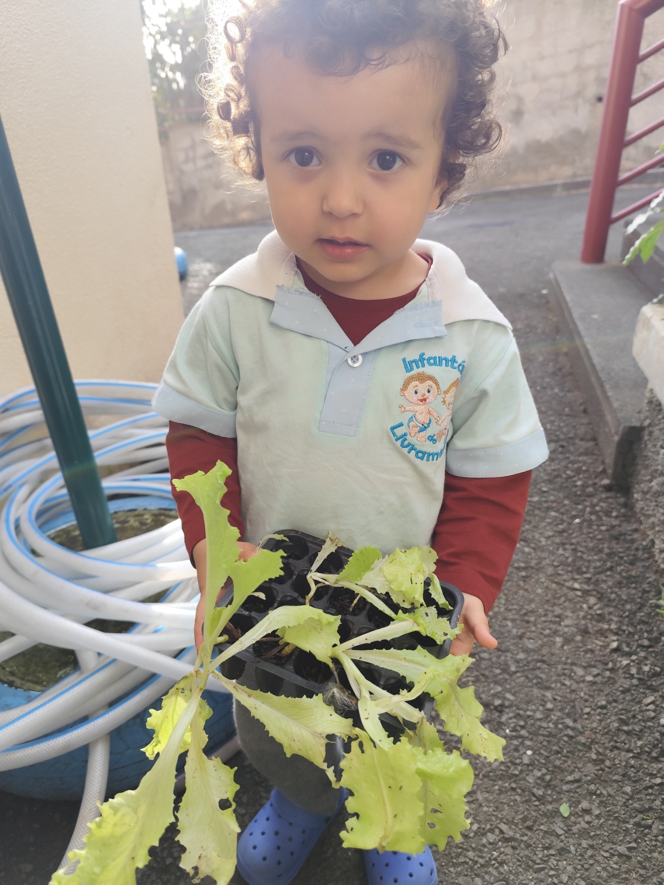 Transplante das alfaces bebés para a horta.
