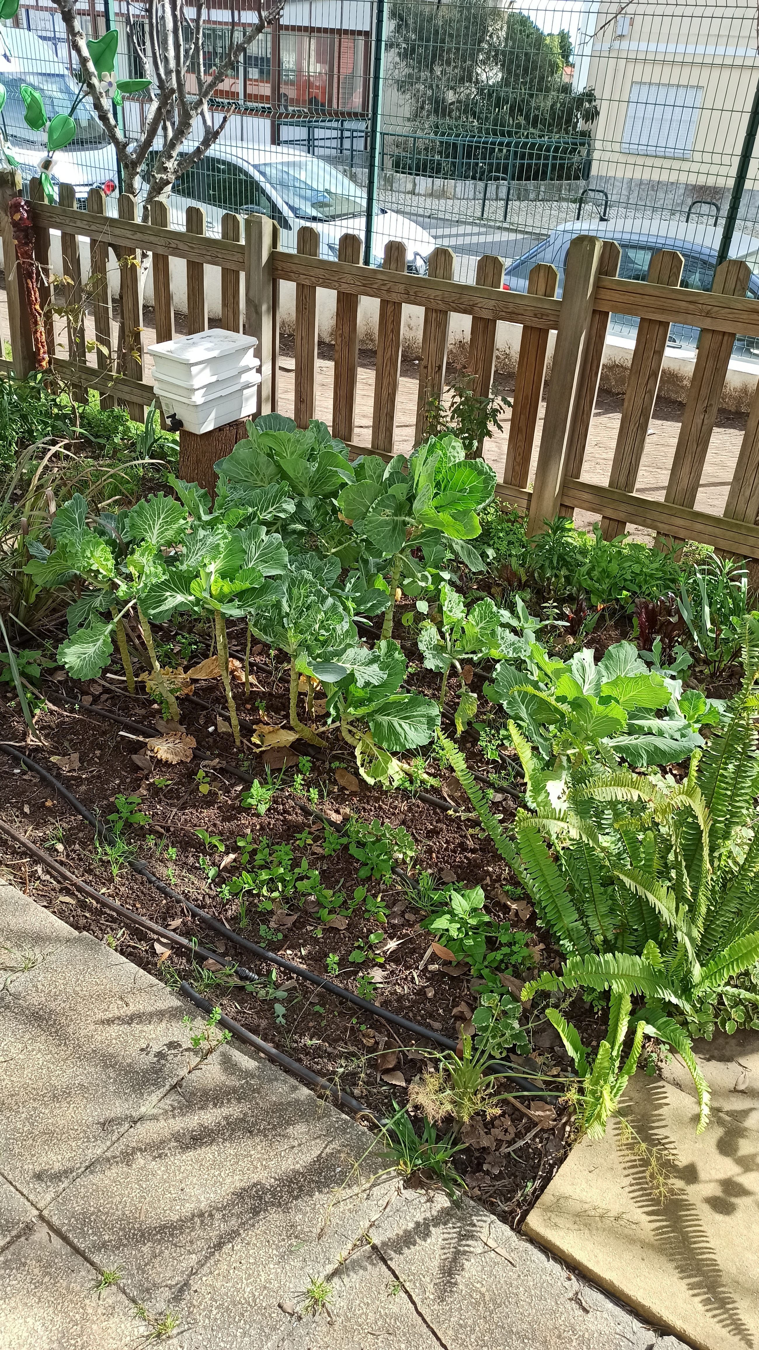 Vermicompostagem.
Couves, espinafres e plantas para a polinização.