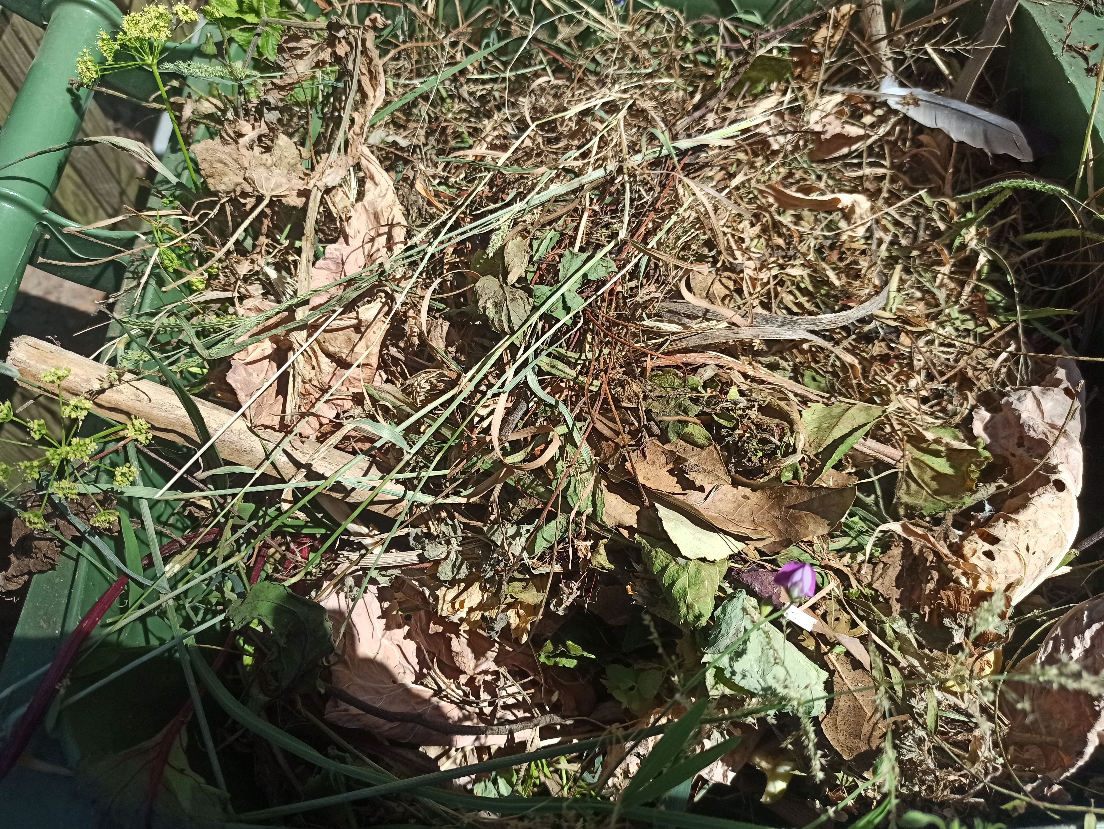 Compostagem.