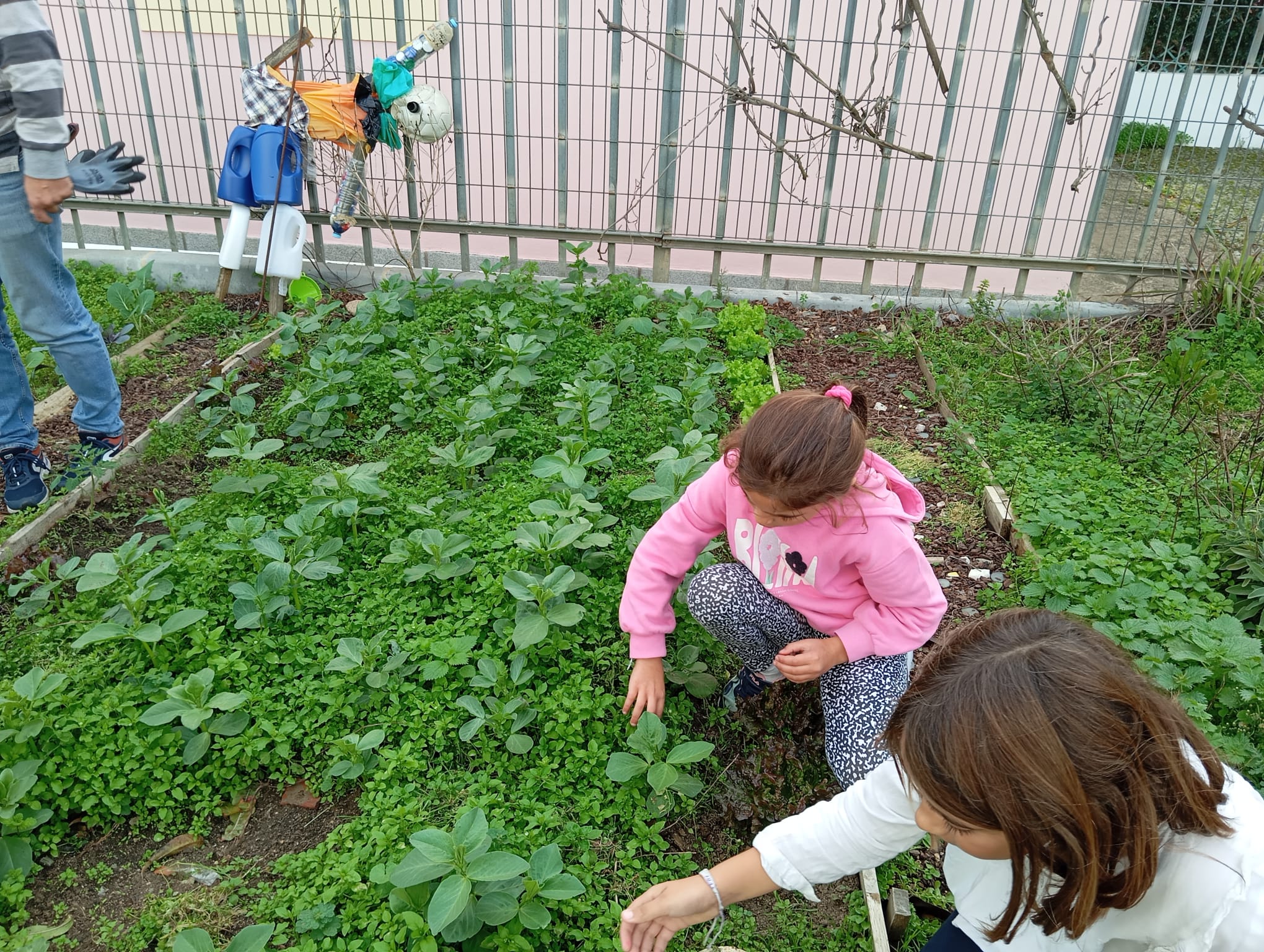 Alunos a retirar ervas daninhas.