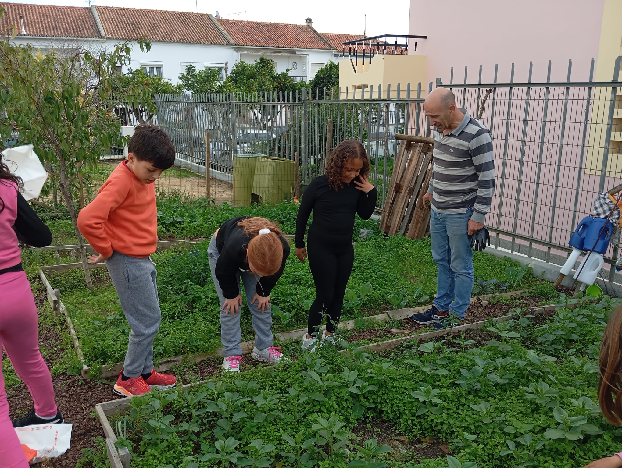 Alunos a preparar a plantação de favas.