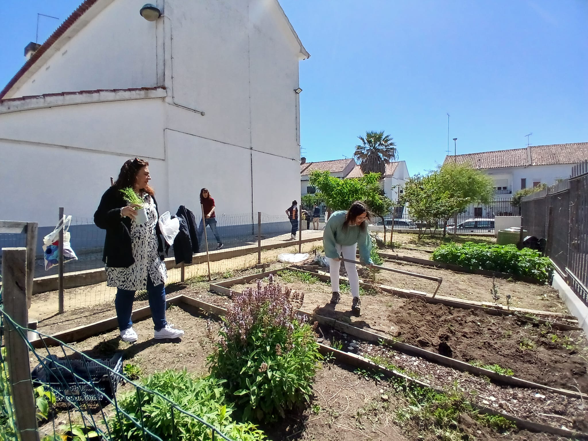 Preparação do terreno para a plantação de alfaces. Encarregados de Educação e professores.