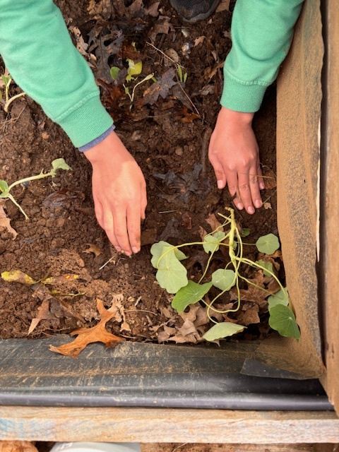 Plantação de capuchinha (Planta comestível para saladas e  planta repelente, limitando a presença de pulgões, lagartas, formigas, entre outras pragas)