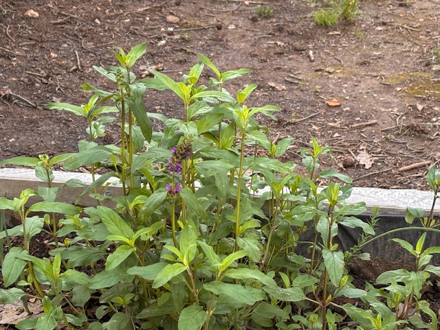 Ervas aromáticas