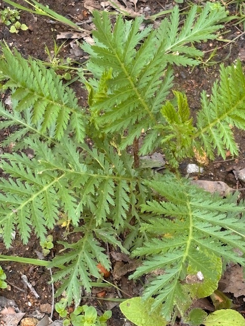 Ervas aromáticas 2