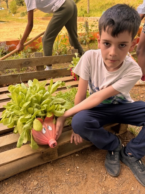 plantação de alfaces