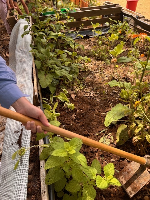 Plantação de legumes