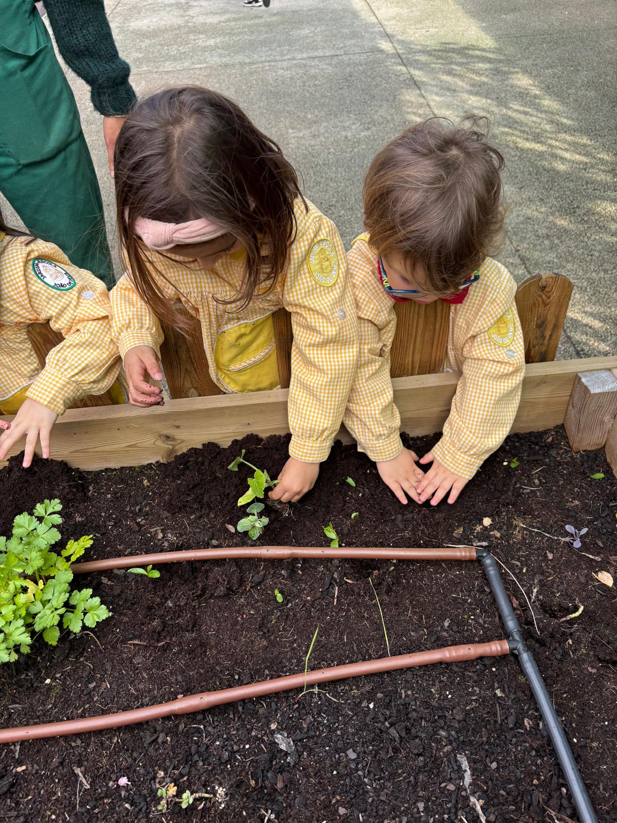Limpeza da horta e semeio de elementos de primavera